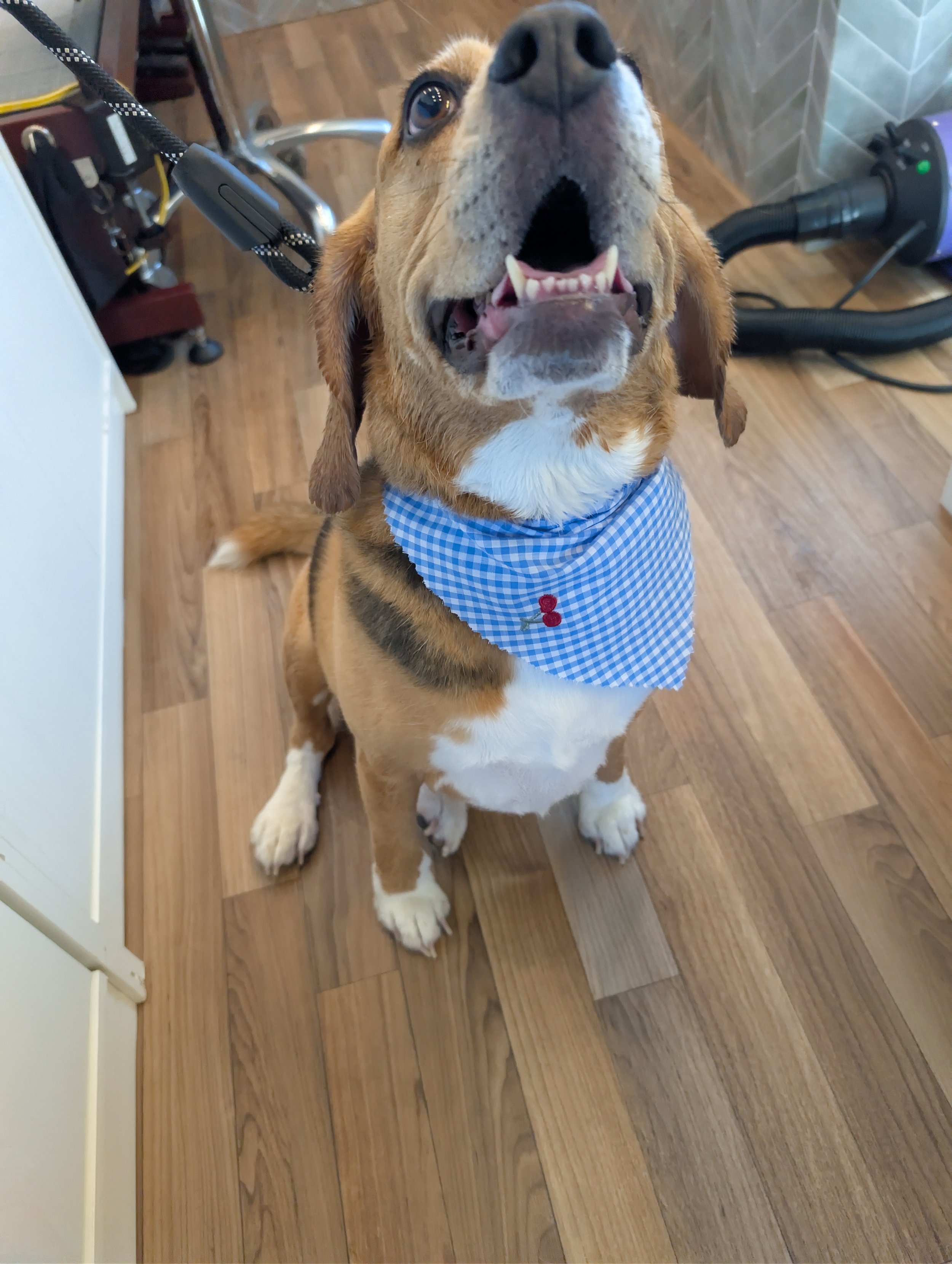 Adorable basset hound with a brown and white coat, wearing a blue bandana with a cherry embroidery, sitting on a wooden floor, looking up with its mouth open. Freshly groomed by Pawsh Paws Mobile grooming in Phoenix, Arcadia, Biltmore, and Scottsdale
