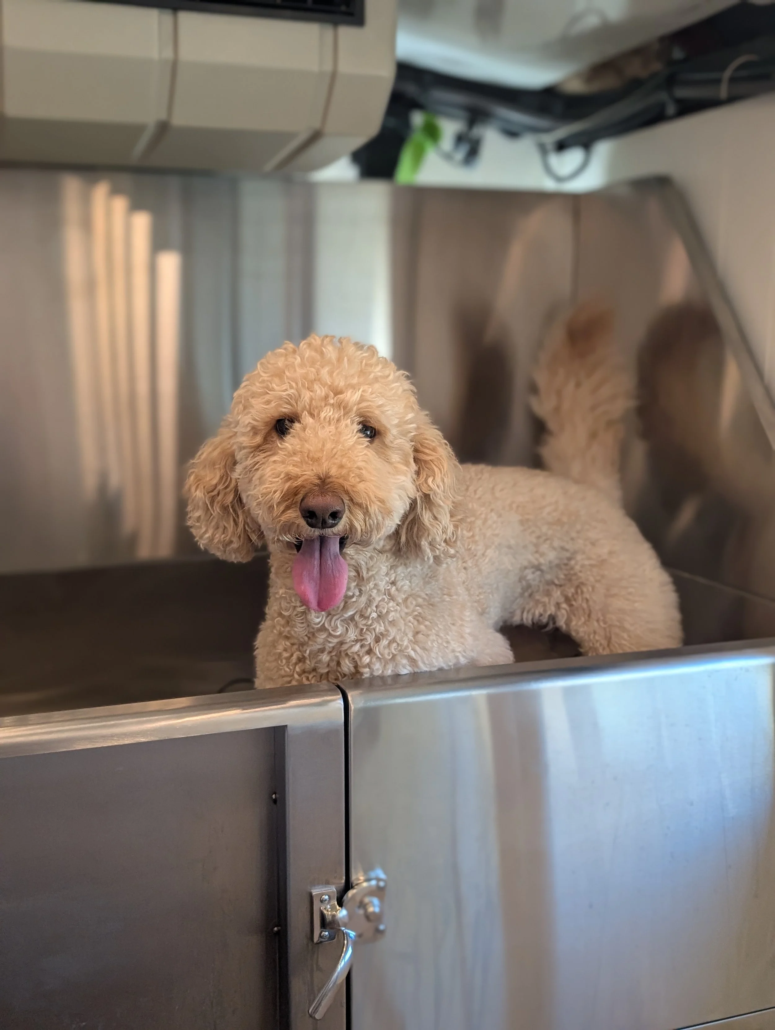 A curly beige goldendoodle with floppy ears and a pink tongue sticks out, standing inside a stainless steel pet grooming tub. Being groomed by Pawsh Paws Mobile grooming in Phoenix, Arcadia, Biltmore, and Scottsdale.
