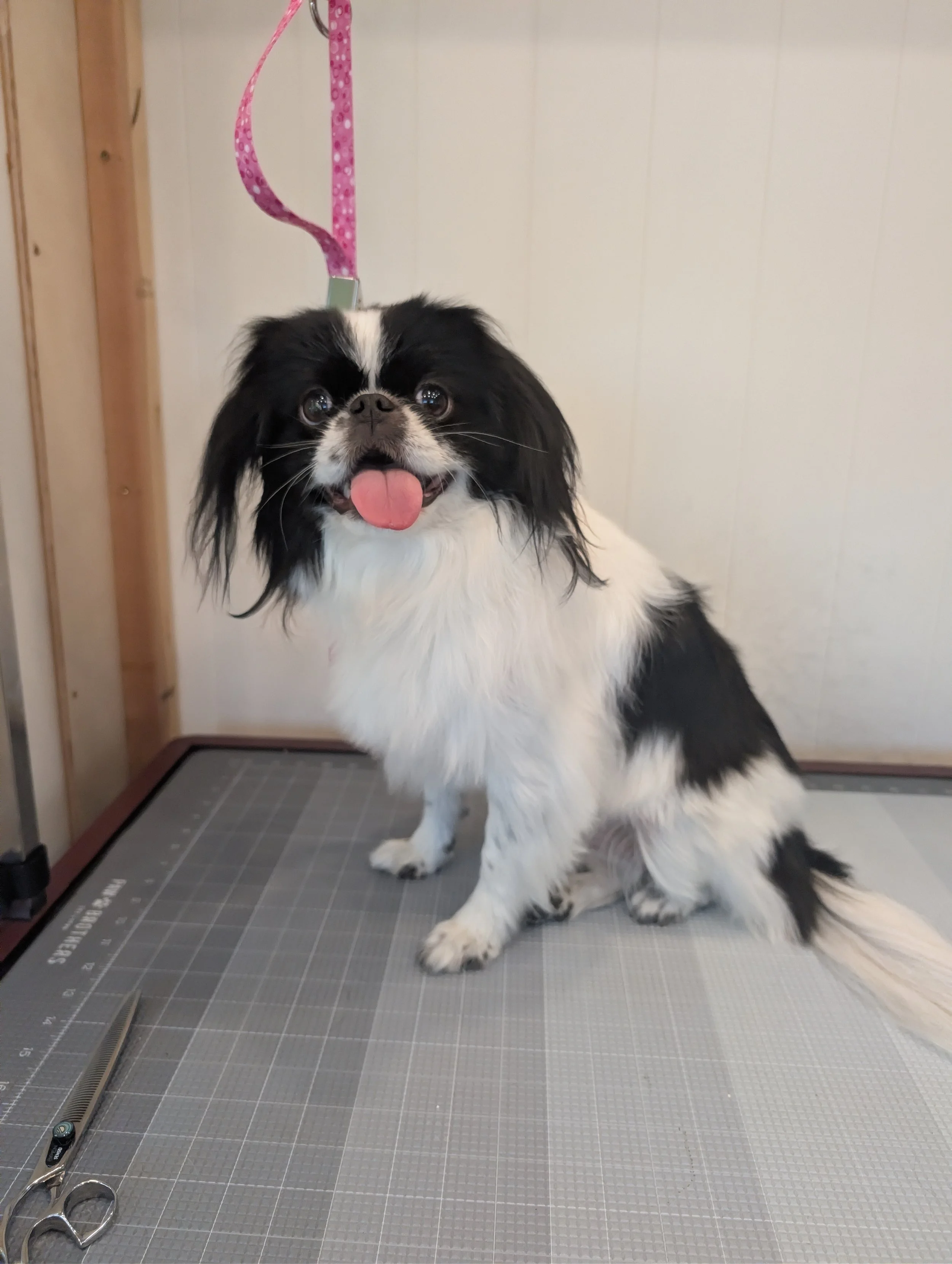 A small black and white Japanese Chin sitting on a grooming table with a pink leash attached to its collar, sticking out its tongue. Freshly groomed by Pawsh Paws Mobile grooming in Phoenix, Arcadia, Biltmore, and Scottsdale.