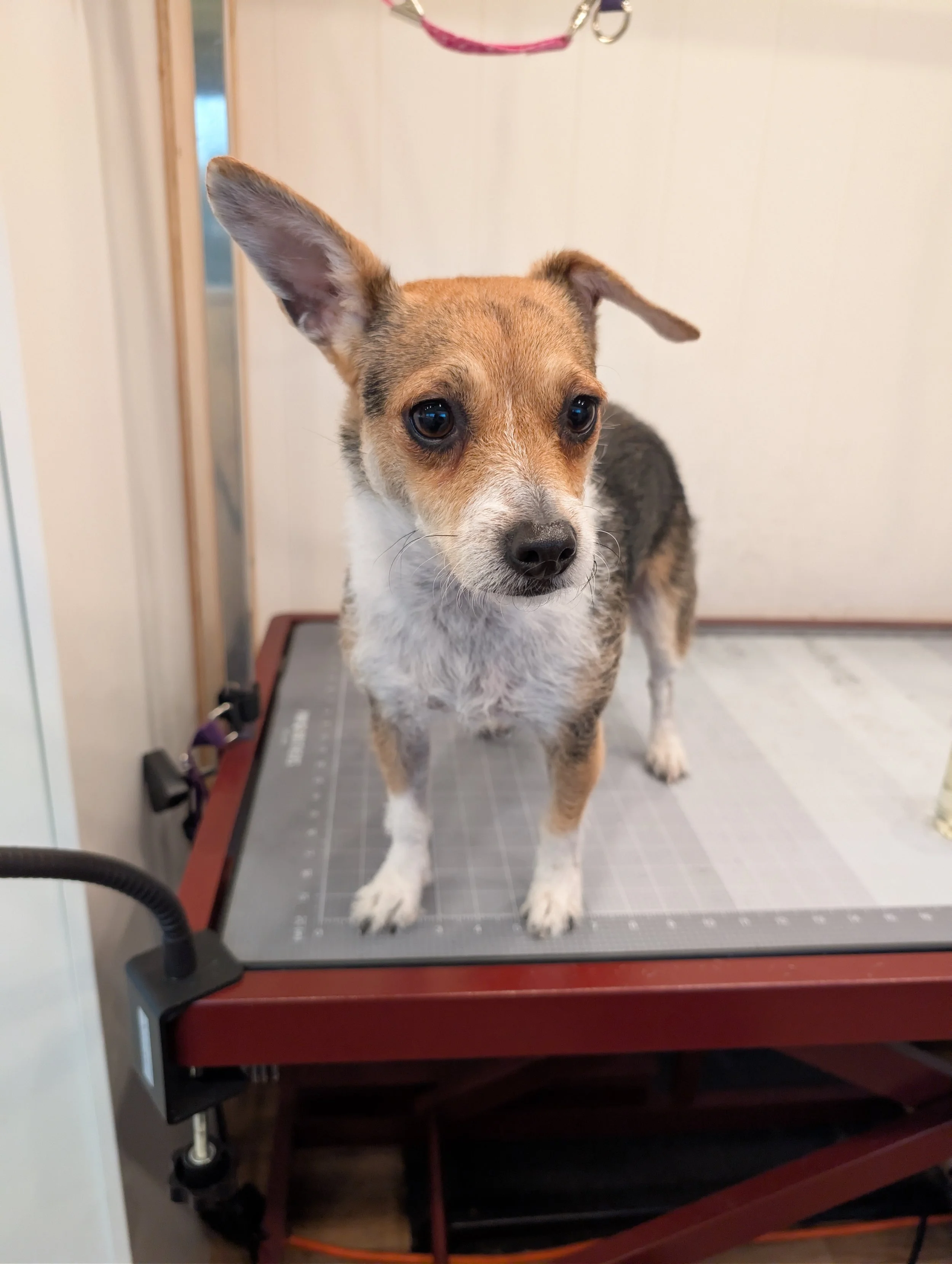 A small chihuahua mix dog with tan, black, and wire coat standing on a grooming table. The dog has large ears, one standing upright and the other flopping to the side. Freshly groomed by Pawsh Paws Mobile grooming in Phoenix, Arcadia, Biltmore.