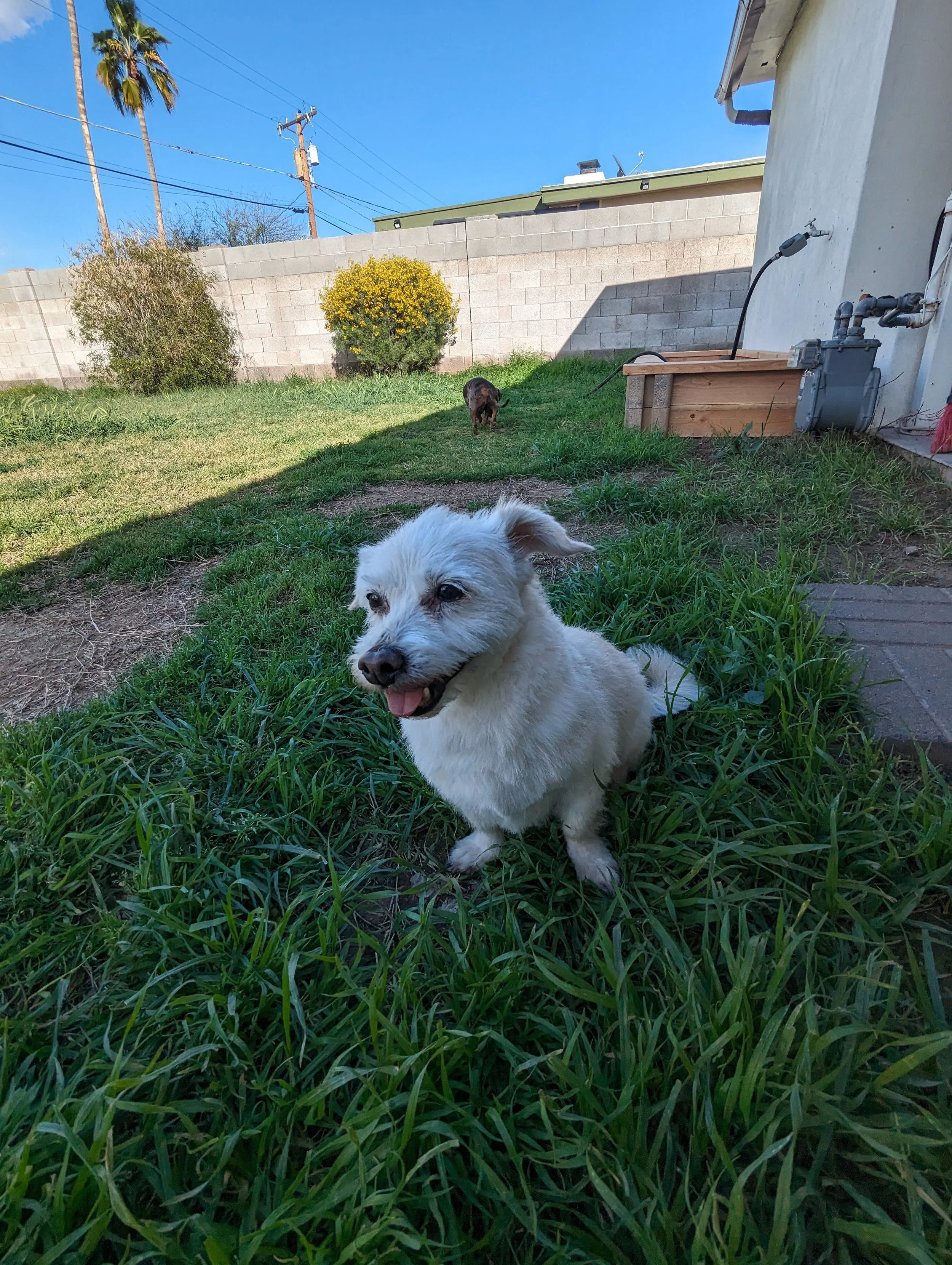 A small white dog sitting in the grass in a backyard, with a dark-colored dog in the background near a wall, and a garden bed on the side, under a clear blue sky.