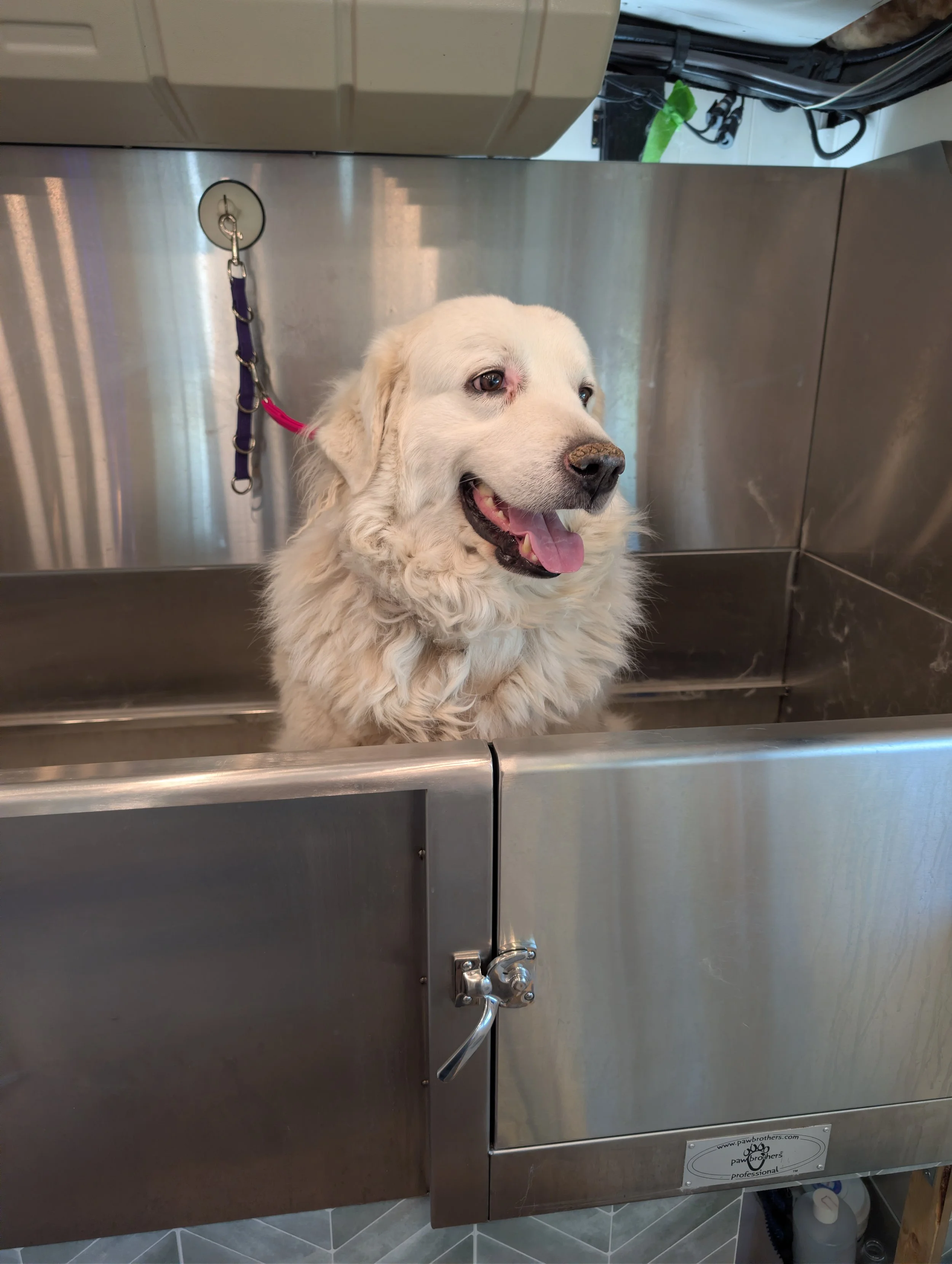 A happy Golden Retriever in a stainless steel grooming tub in a mobile grooming bath tub. Freshly groomed by Pawsh Paws Mobile grooming in Phoenix, Arcadia, Biltmore, and Scottsdale.