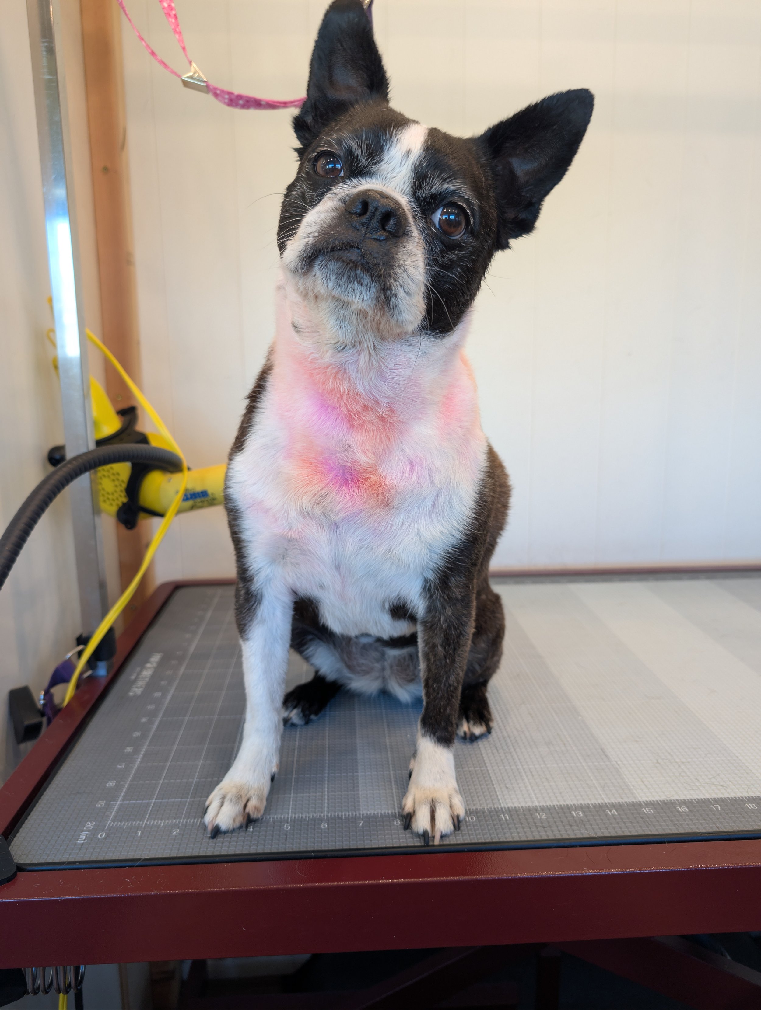 A small black and white Boston Terrier dog sitting on a mobile grooming table with pink on its neck. The dog has large ears and a curious expression. Freshly groomed by Pawsh Paws Mobile grooming in Phoenix, Arcadia, Biltmore, and Scottsdale.
