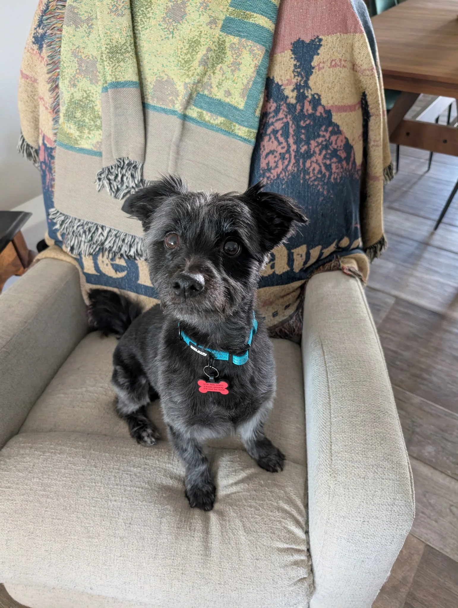 A small black dog with gray markings on its face and paws, sitting on a beige armchair with a colorful blanket draped over the backrest, in a room with wooden flooring and furniture. Freshly groomed by Pawsh Paws Mobile grooming in Phoenix, Arcadia, 