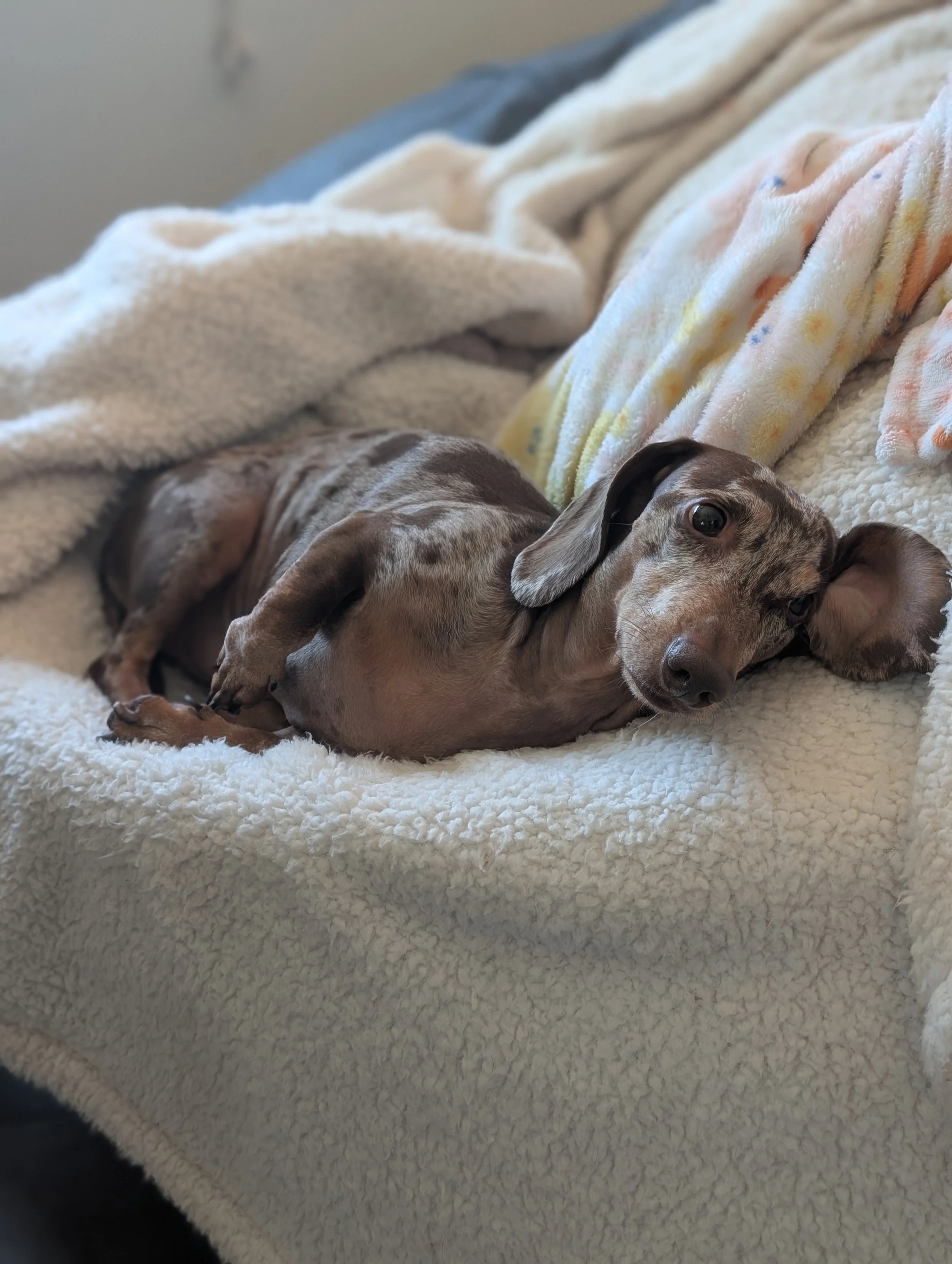 A small brown and gray Dachshund puppy lying on a soft, white blanket, resting its head and looking relaxed. Freshly groomed by Pawsh Paws Mobile grooming in Phoenix, Arcadia, Biltmore, and Scottsdale.