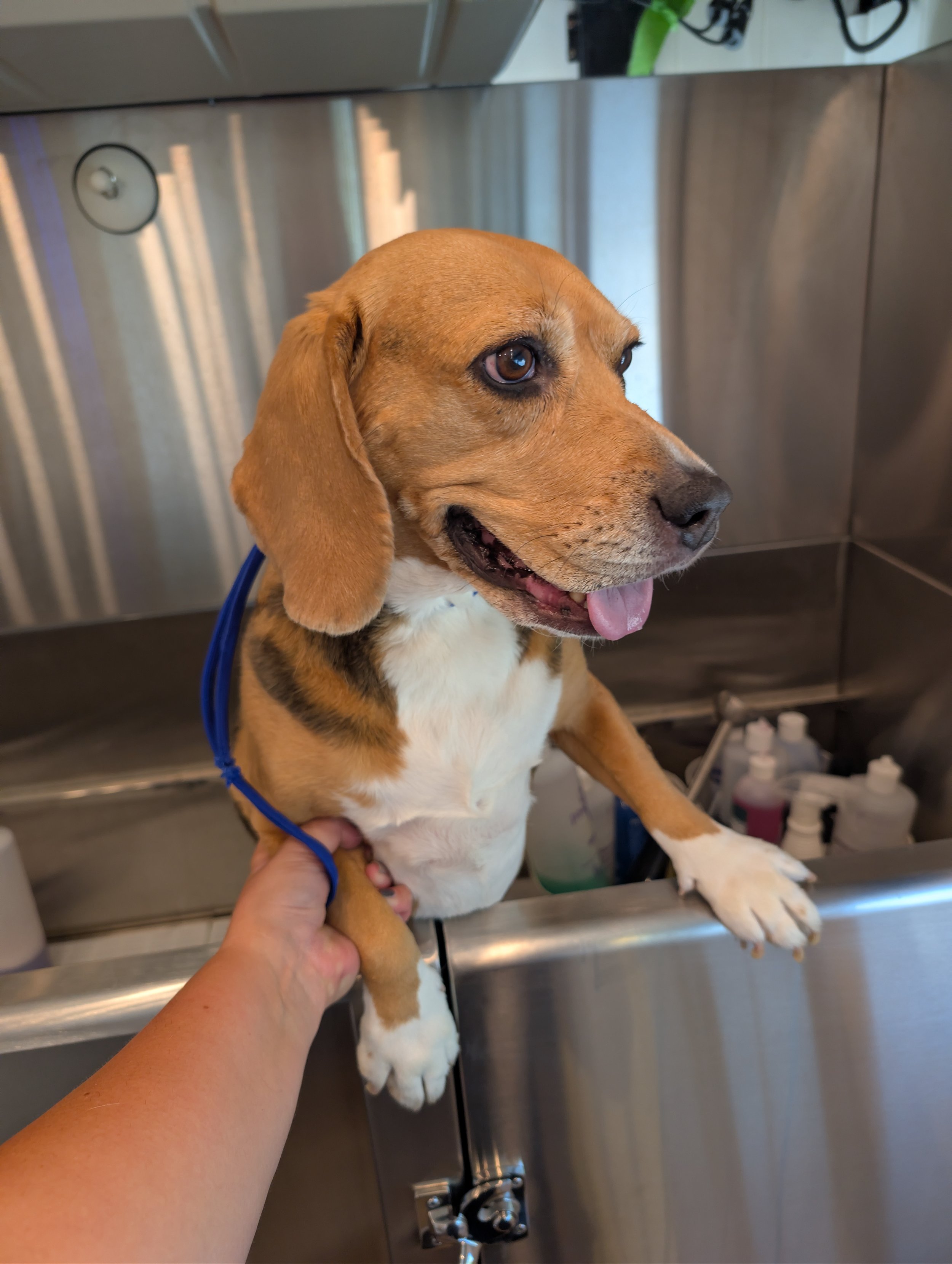 A happy beagle dog is held over a mobile grooming bath tub with its front paws resting on the edge. Being groomed by Pawsh Paws Mobile grooming in Phoenix, Arcadia, Biltmore, and Scottsdale.