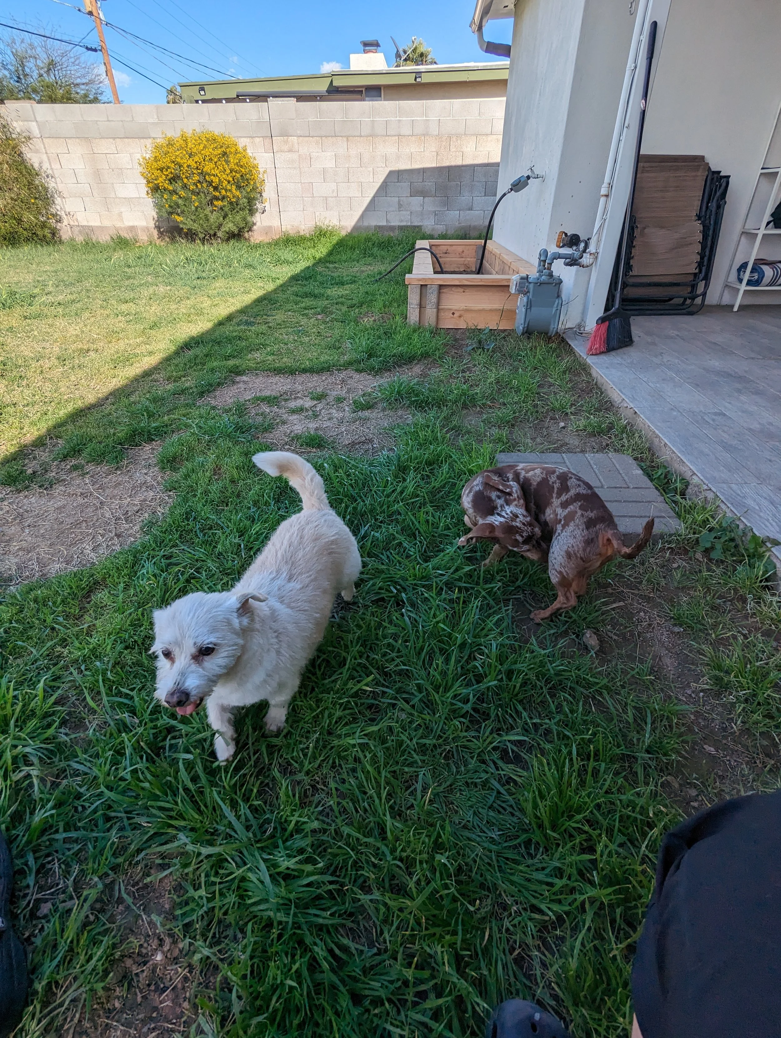 Two small dogs, one white and fluffy and the other brown with spots, play in a backyard with grass, near a house wall, with a concrete patio, a flower bed, a broom, and a stack of chairs. Freshly groomed by Pawsh Paws Mobile Dog grooming in Arcadia, 