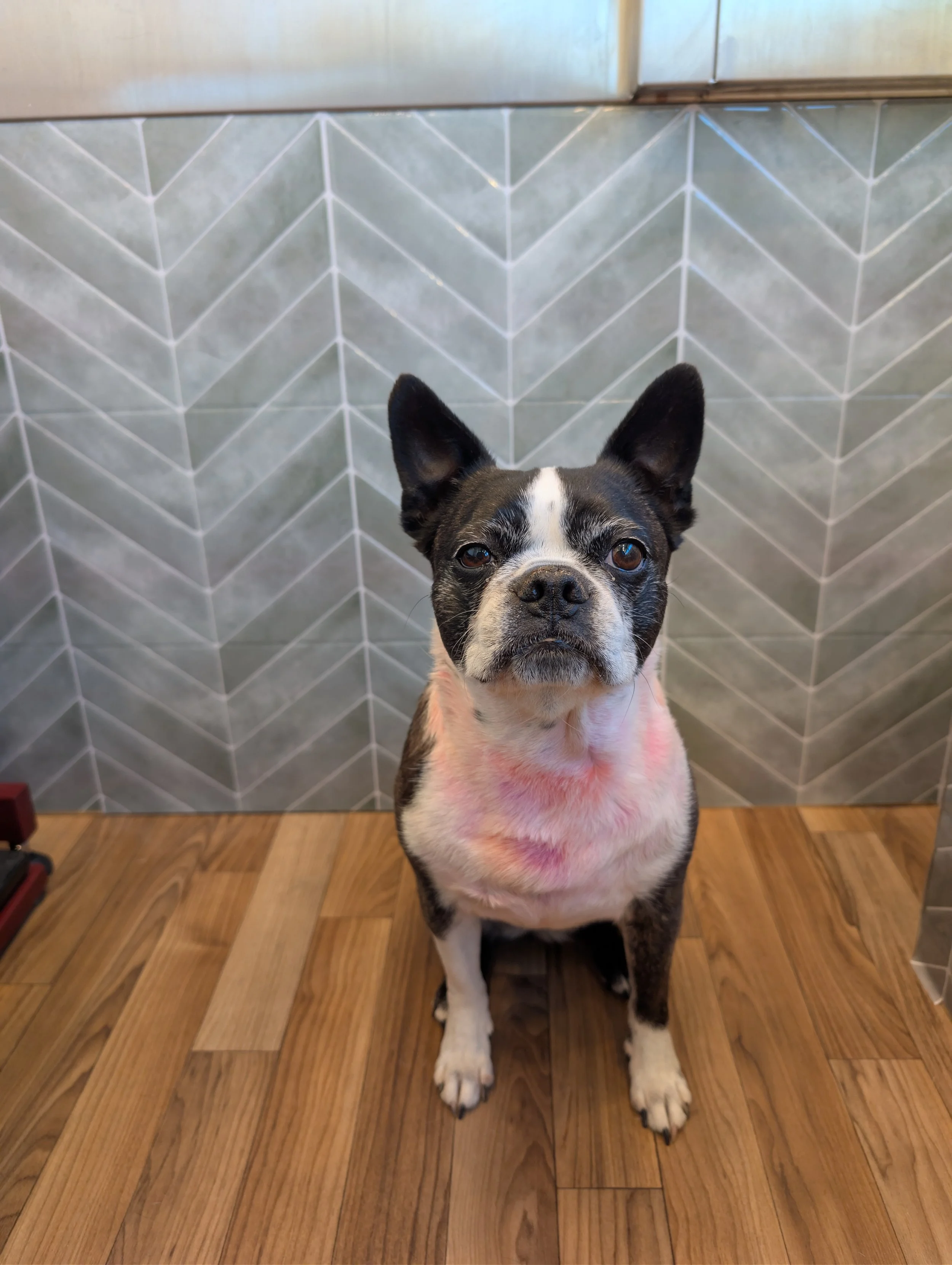 A black and white Boston Terrier dog sitting on a wooden floor in front of a gray tile wall, looking directly at the camera. Freshly groomed by Pawsh Paws Mobile grooming in Phoenix, Arcadia, Biltmore, and Scottsdale.