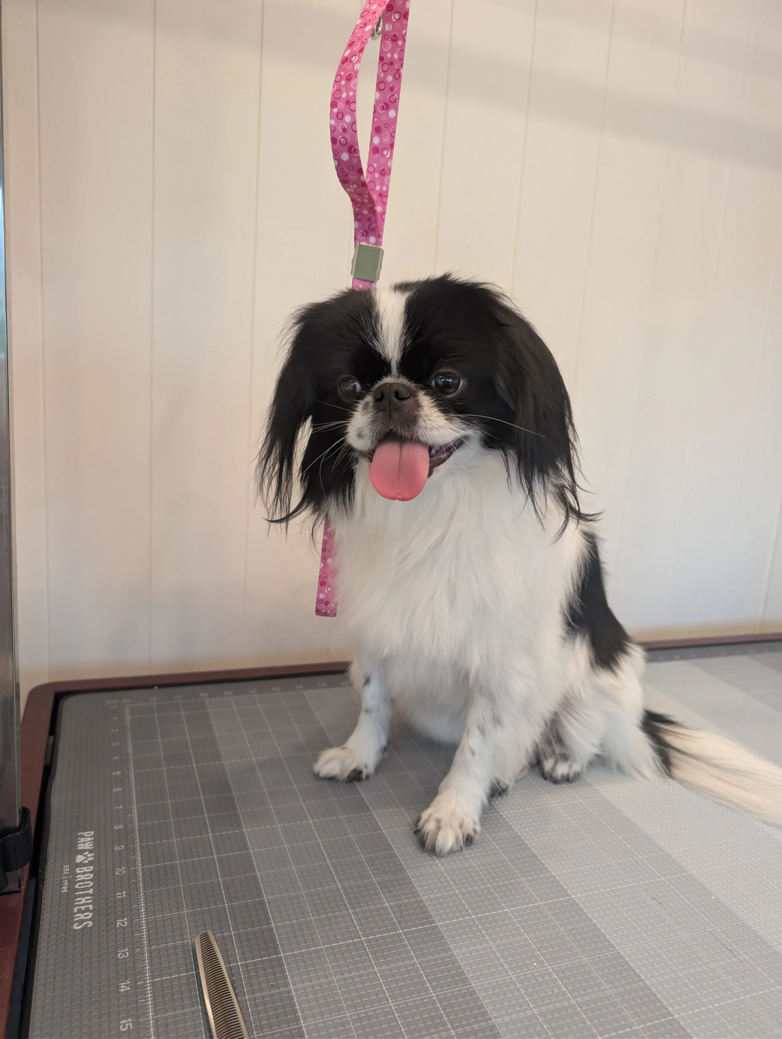 A cute black and white dog sitting on a grooming table with a pink leash hanging above its head, smiling with its tongue out.