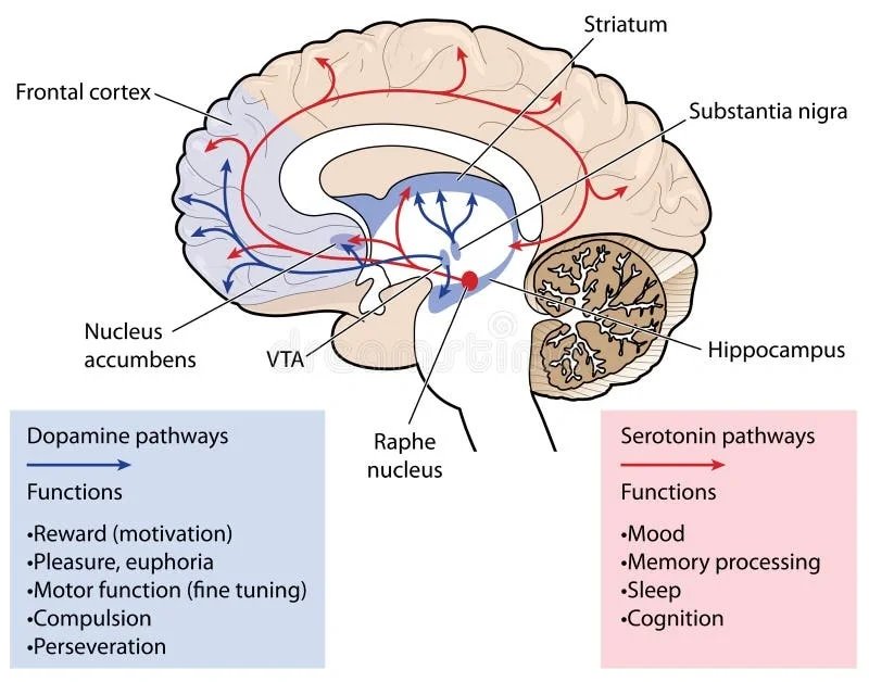 the brain chemistry behind food cravings
