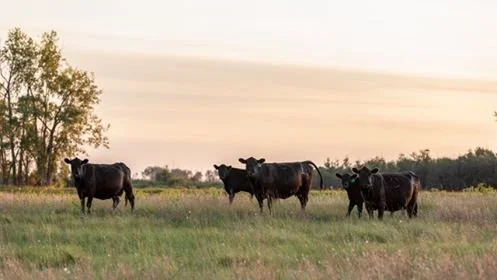 1okaycows in evening.jpg