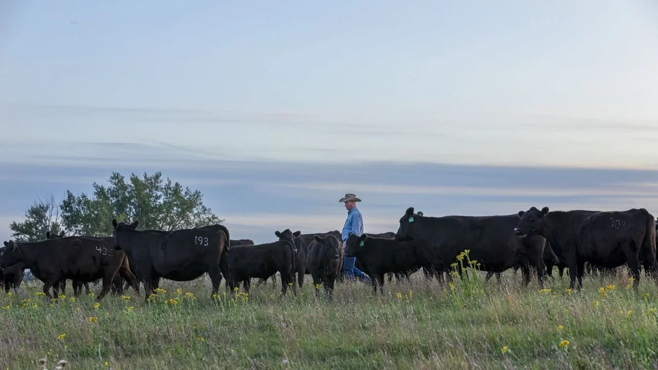 Angus Cattle — Medalen Ranch
