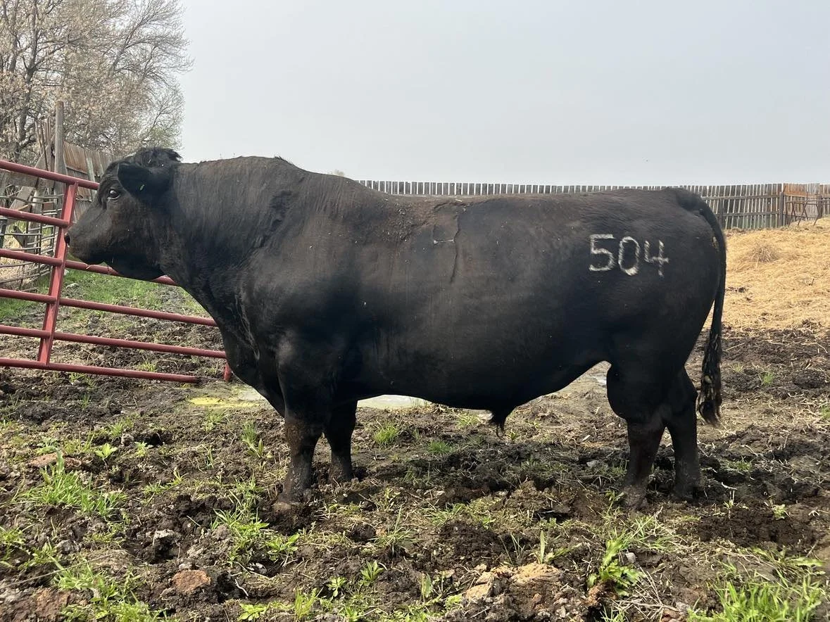 Angus Cattle — Medalen Ranch