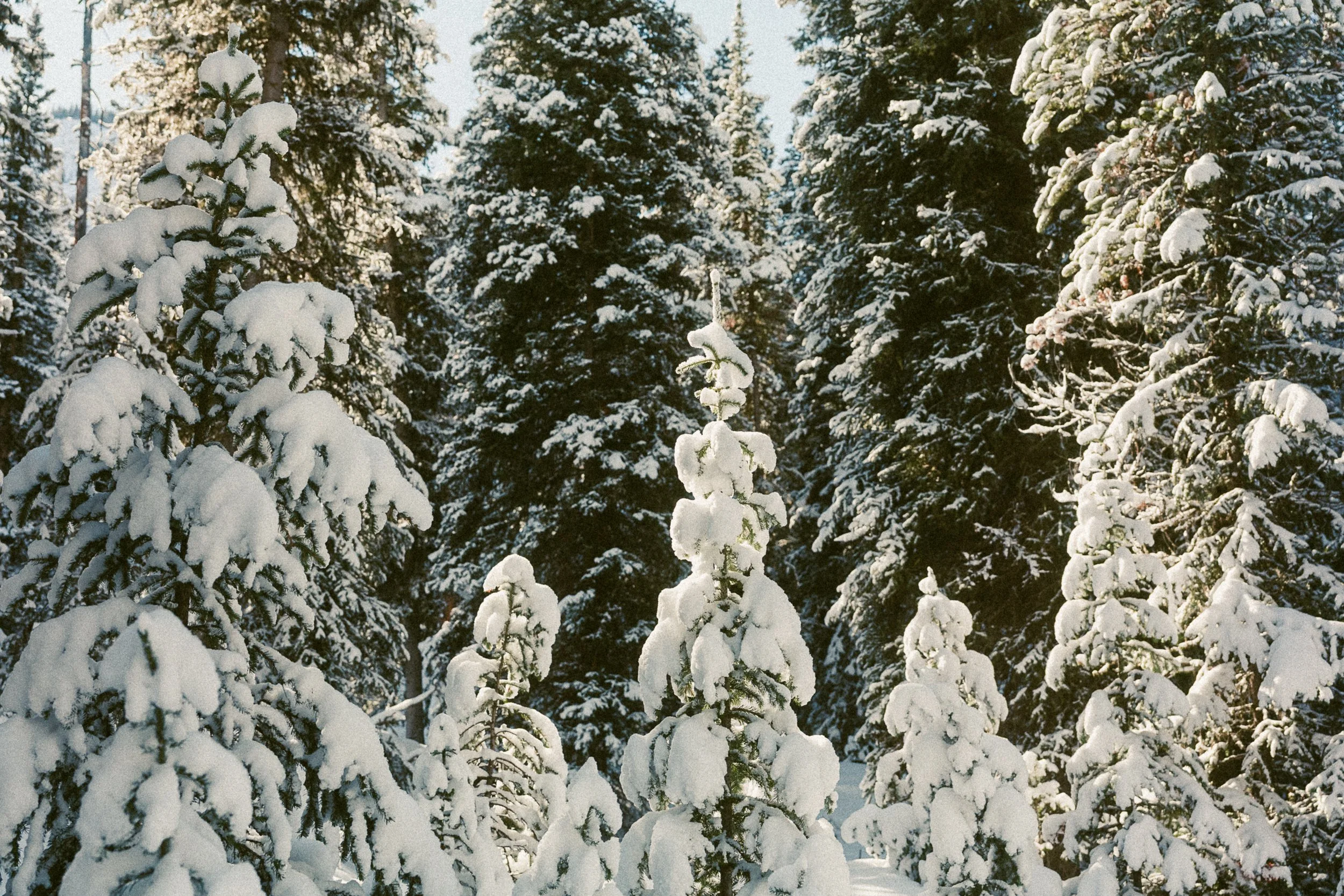 HR205592.jpg