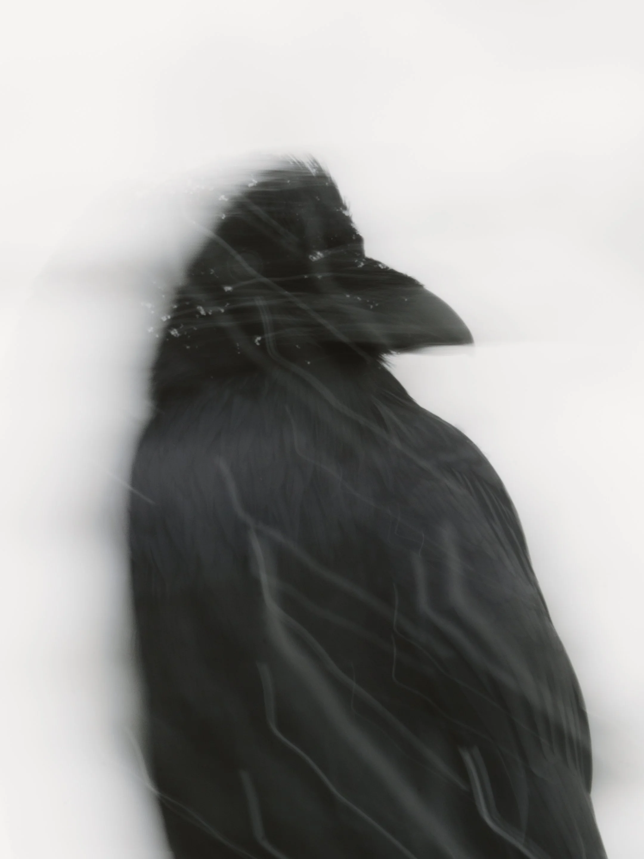 'Raven' Fine Art Print
