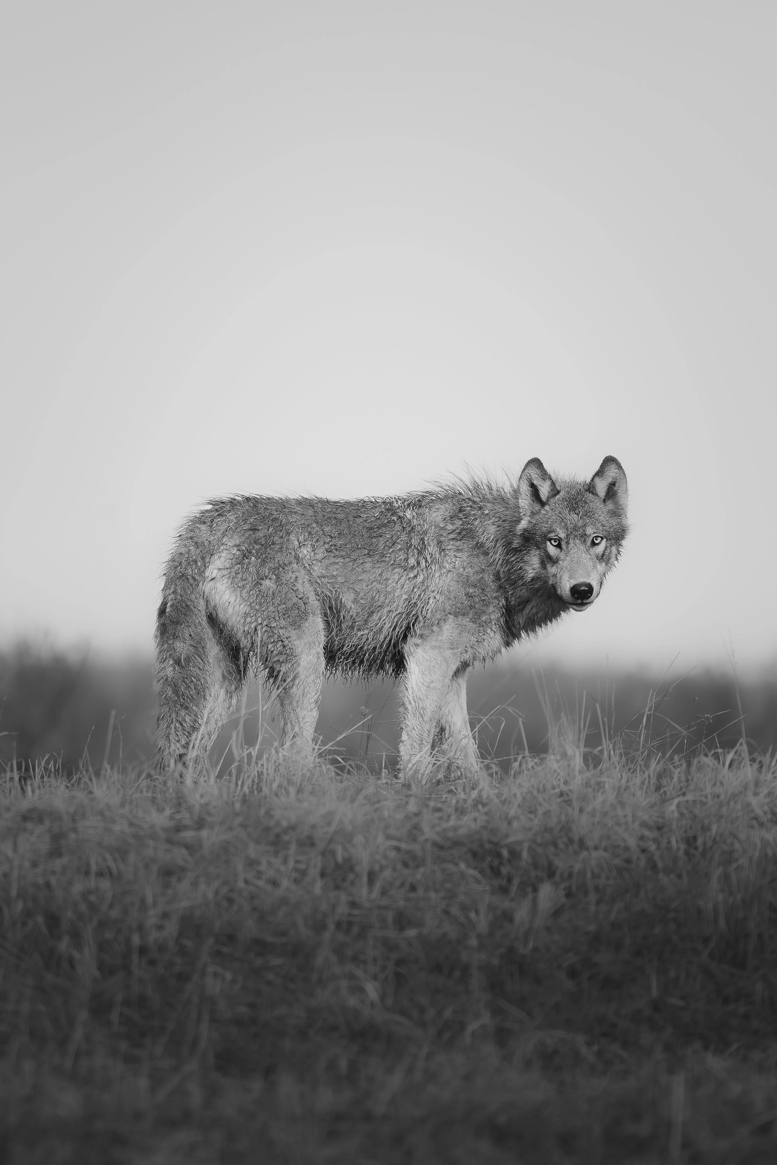 'A wolf's gaze' Fine Art Print