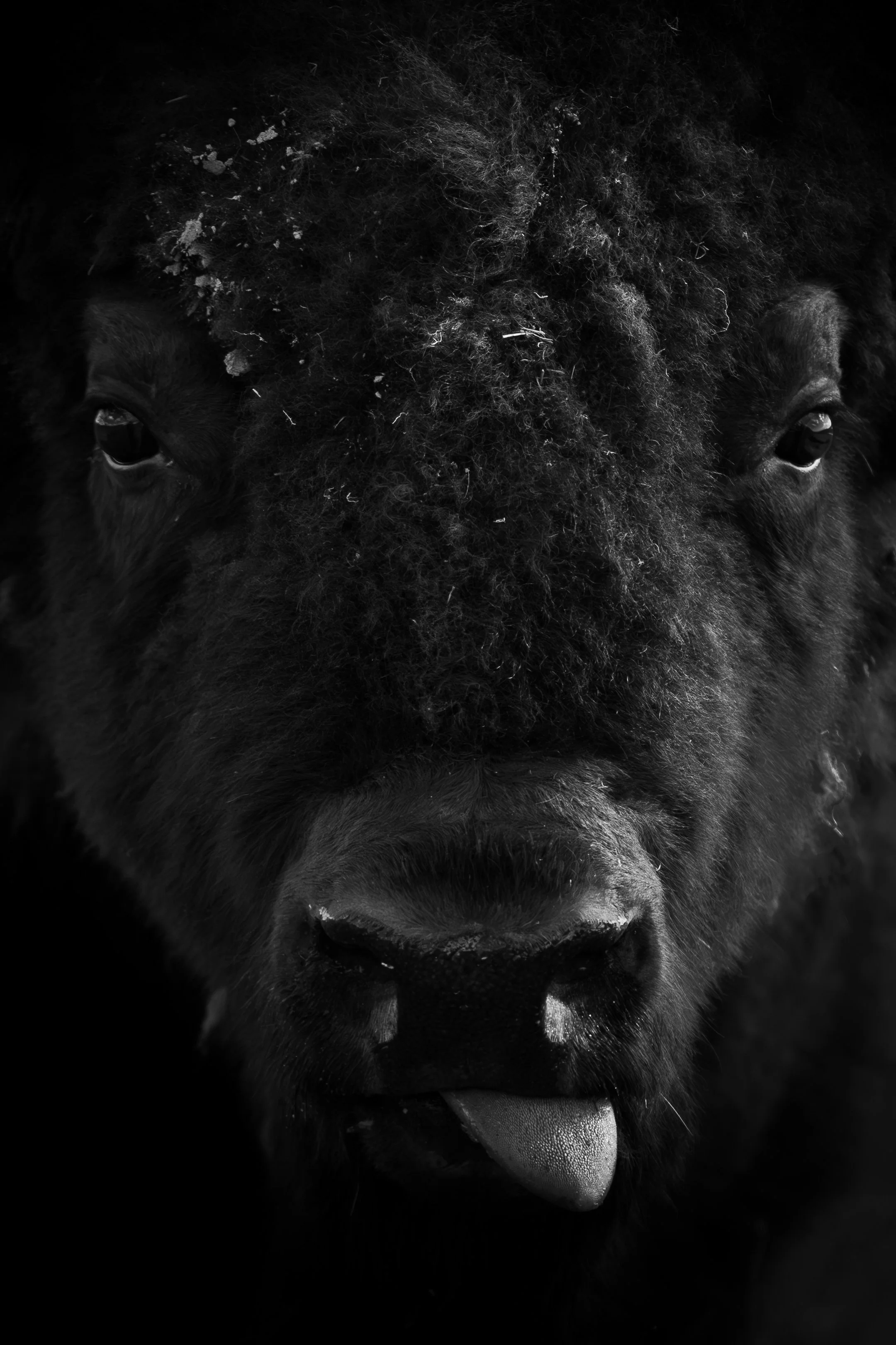 'Cheeky' Fine Art Print