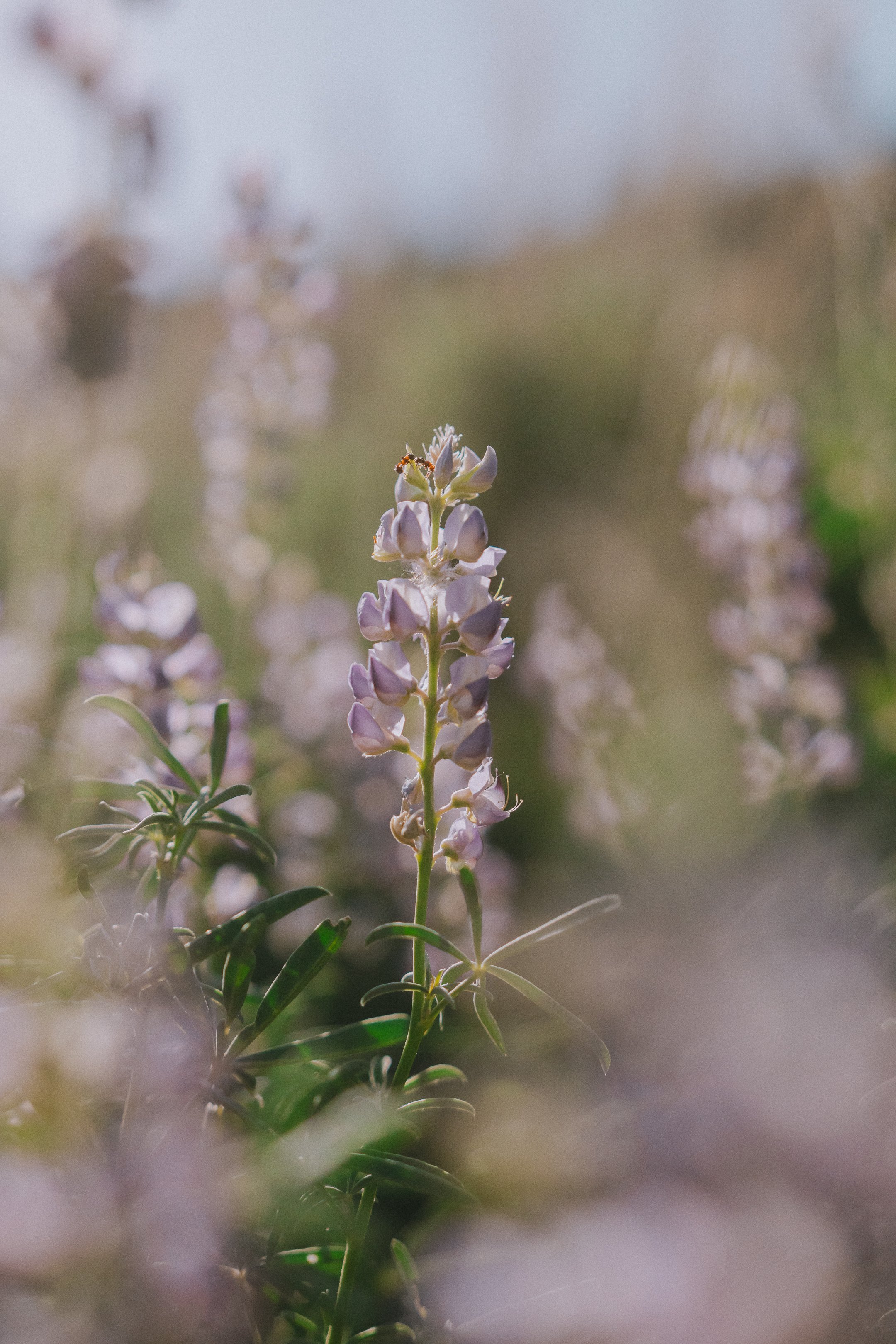 'A bug's life' Fine Art Print