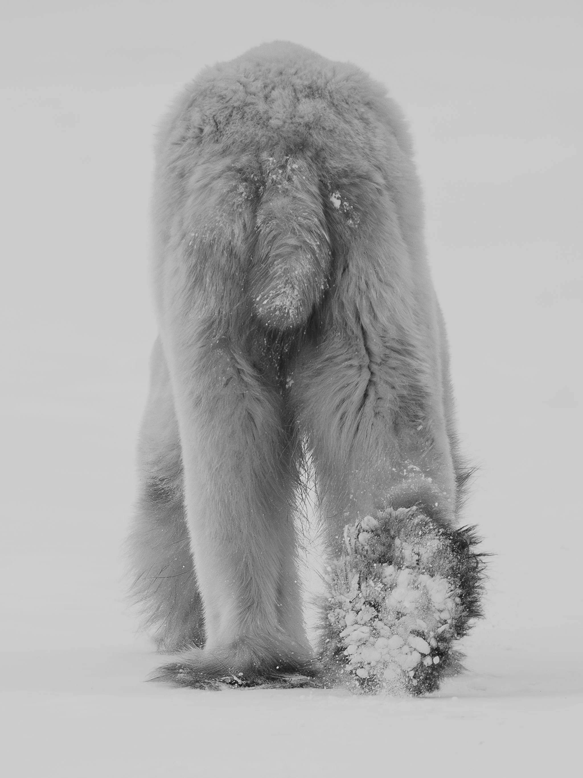 Open grassland in Yellowstone with a single bison grazing, sparse clouds in the sky, and distant water pools on the horizon.