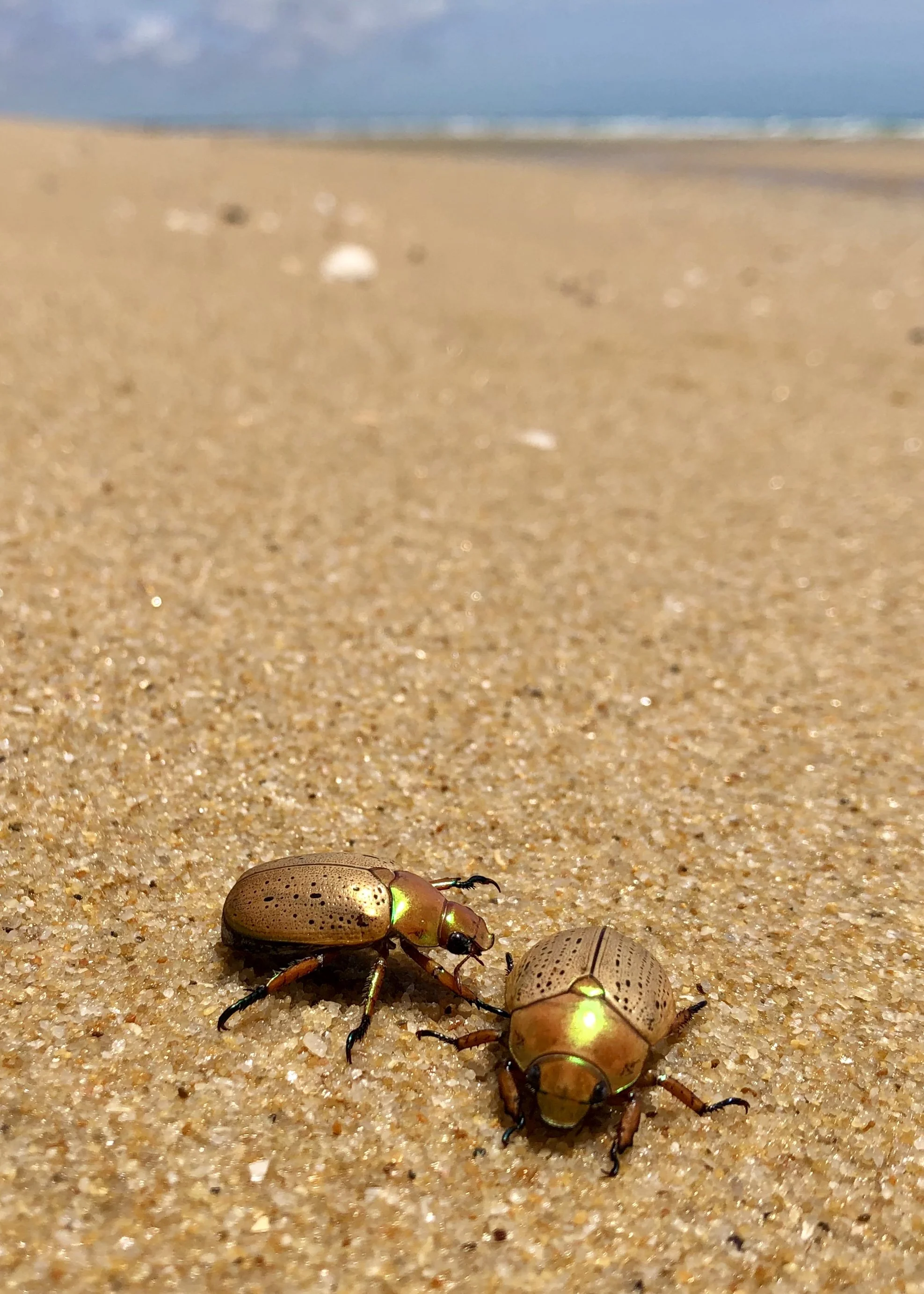 Invertebrates Australia