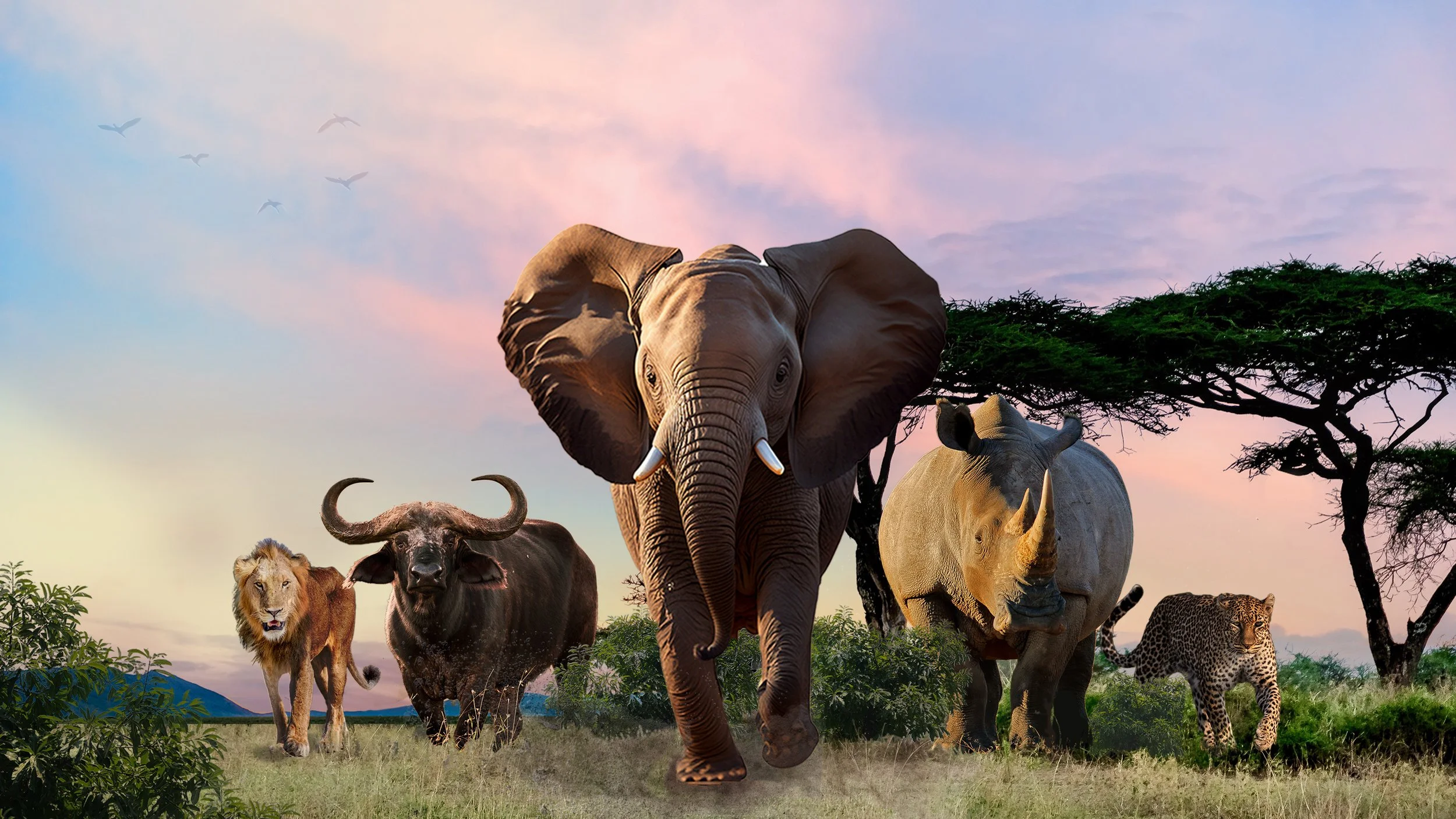 Make The Elephant Run