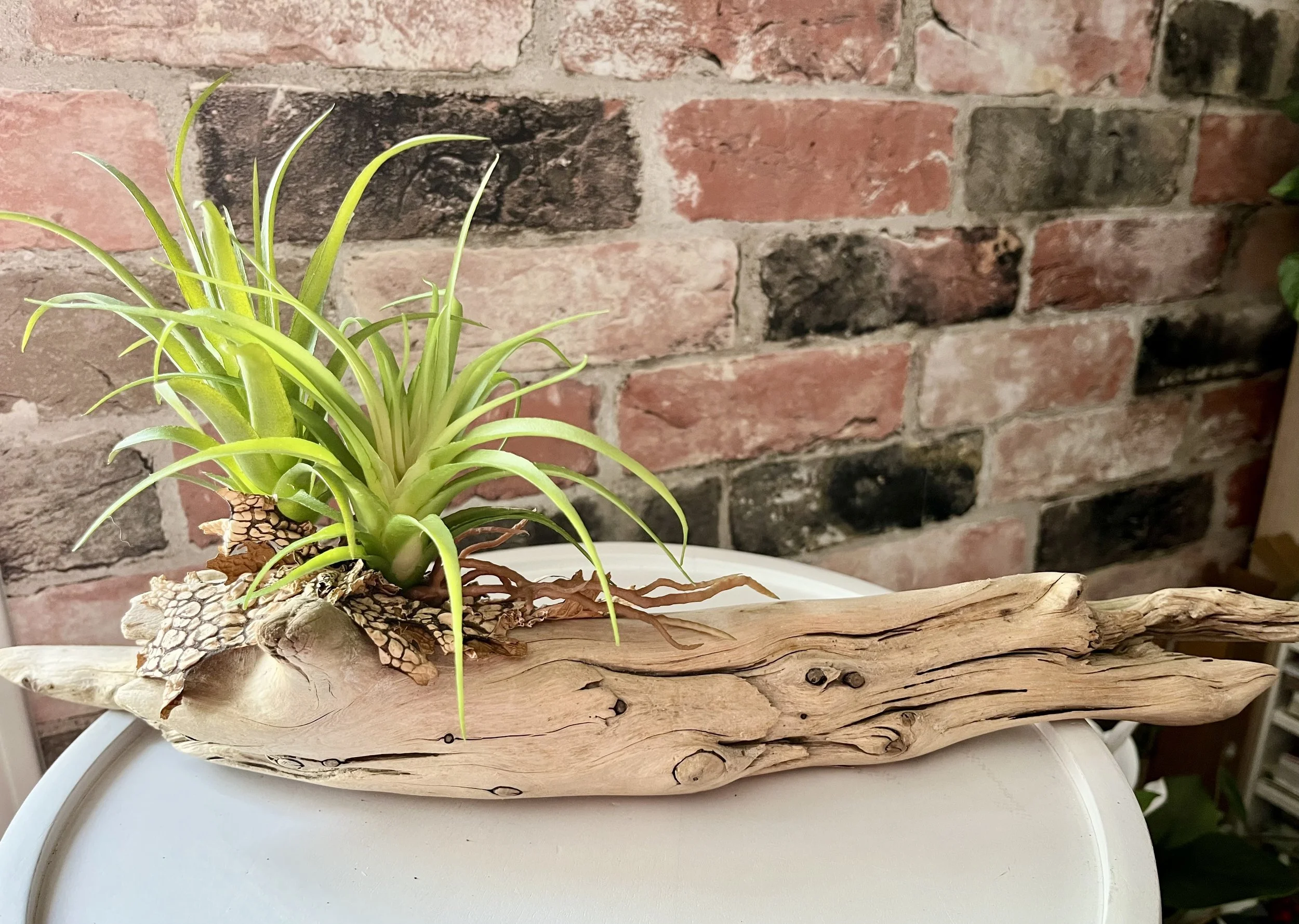 Medium natural driftwood design
