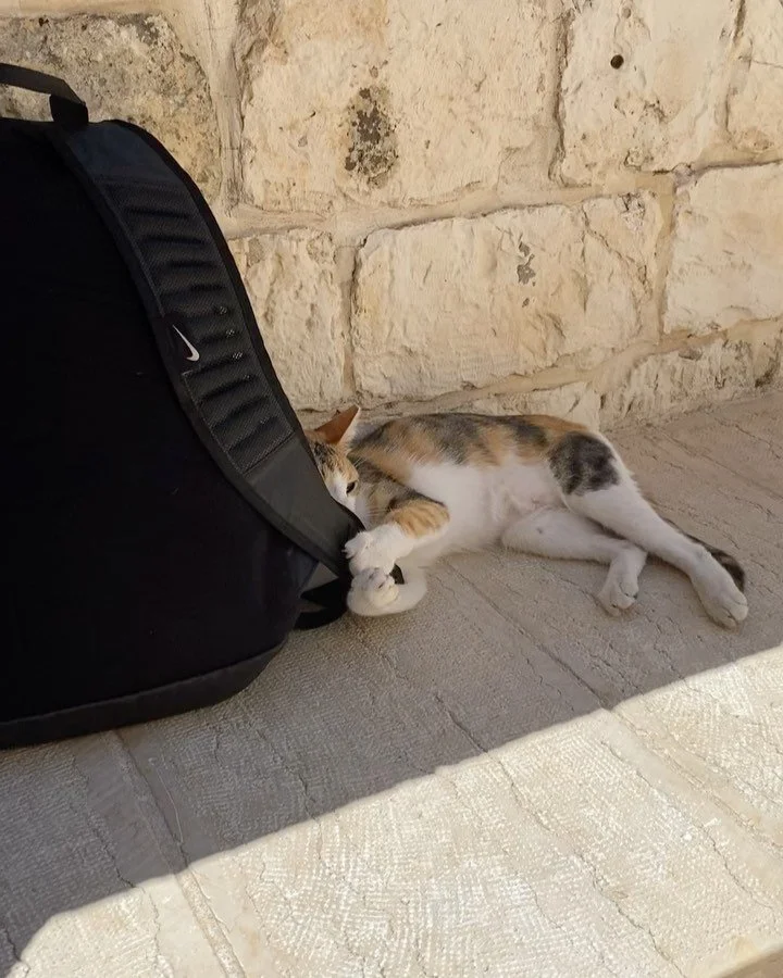 cats of Israel