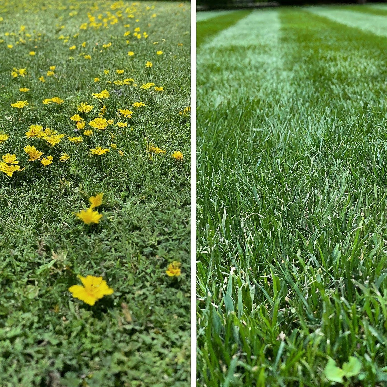 Combo Package for Weed Control