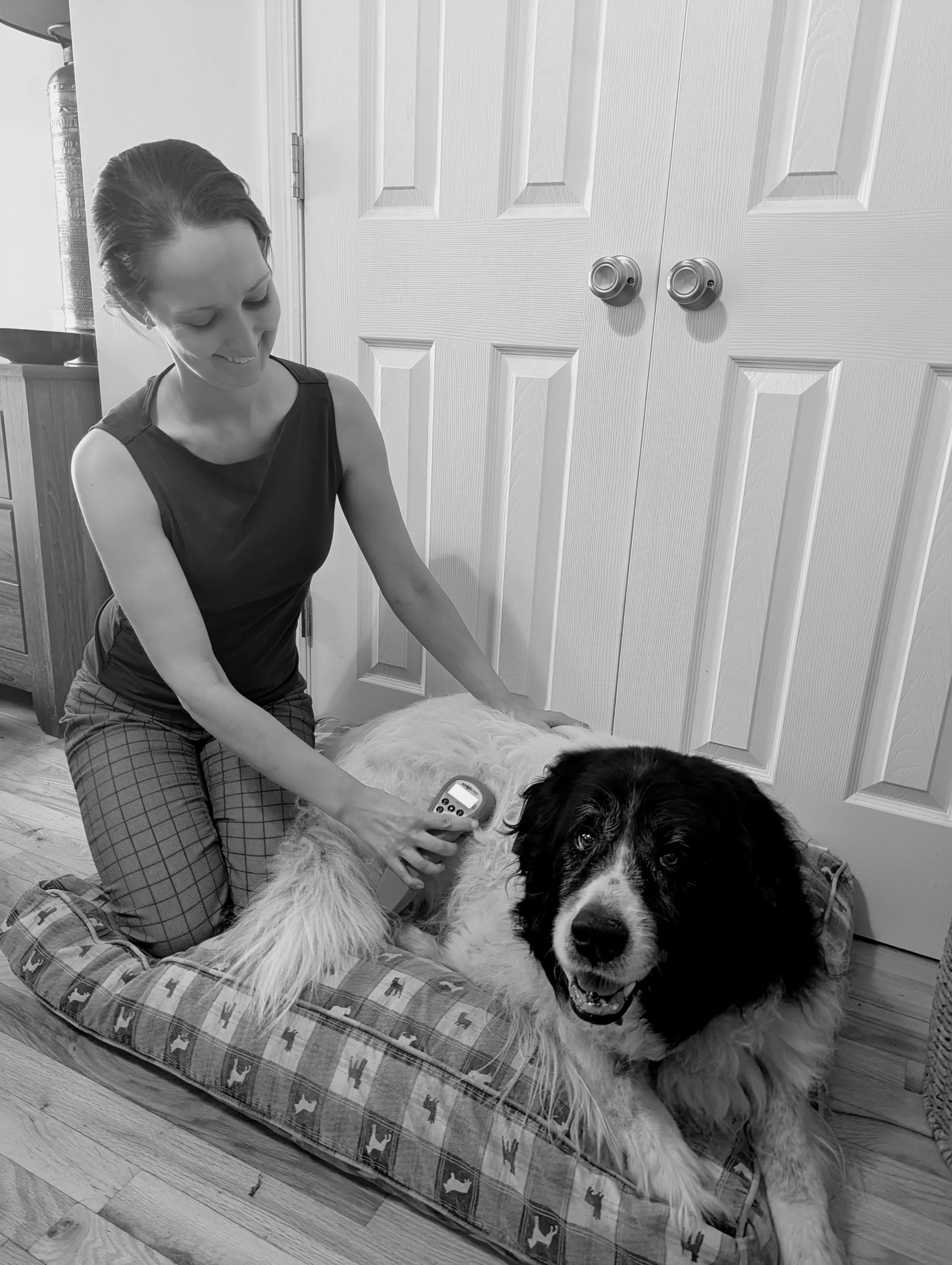 A veterinarian, Dr. O'Brien, caring for a large dog lying comfortably on his own dog bed. Dr. O'Brien is treating the dog using palliative laser therapy at home. The dog is looking at the camera with a calm expression, while the vet is smiling.