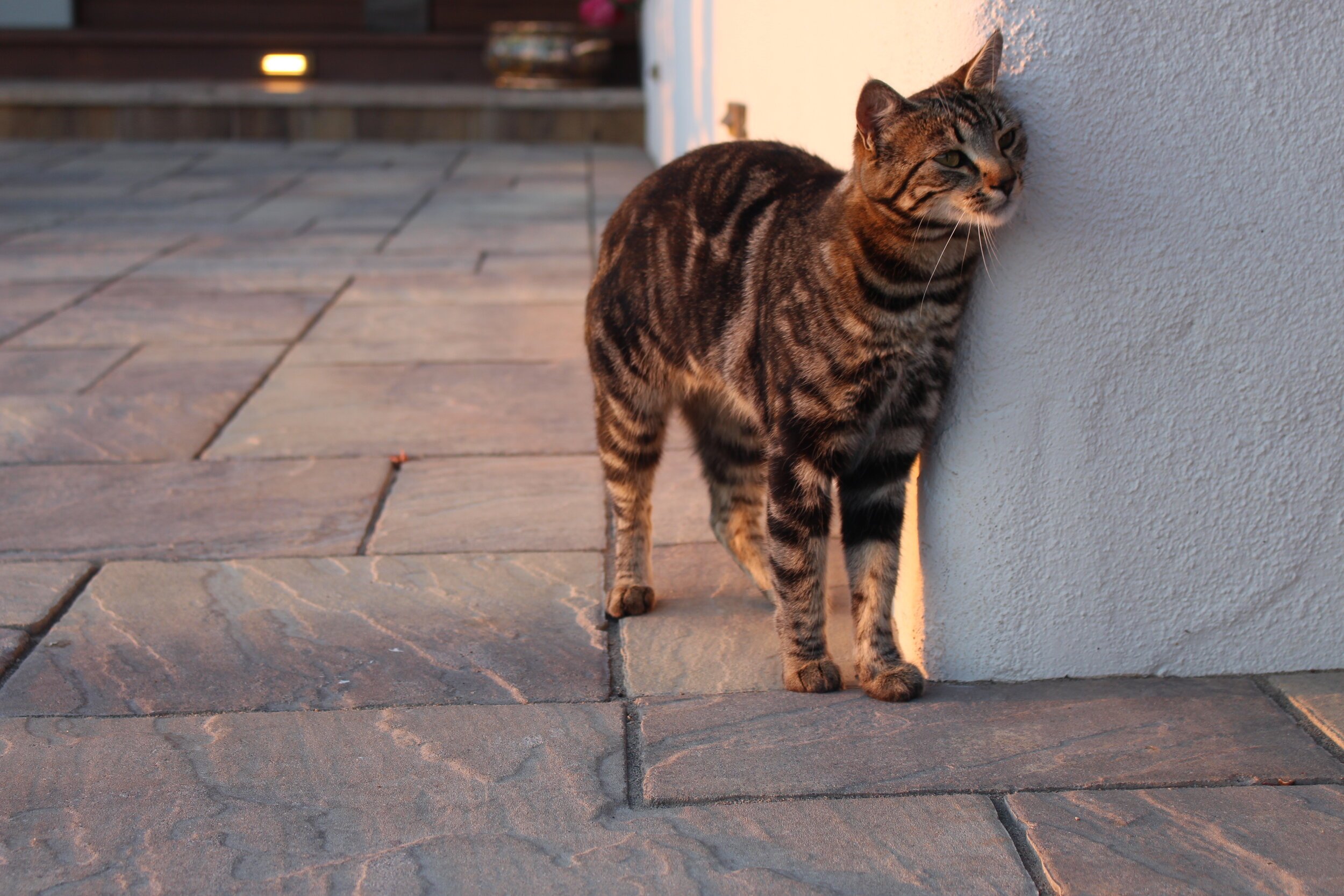 A cat scratches himself on the corner of an adobo house while the sun begins to set.