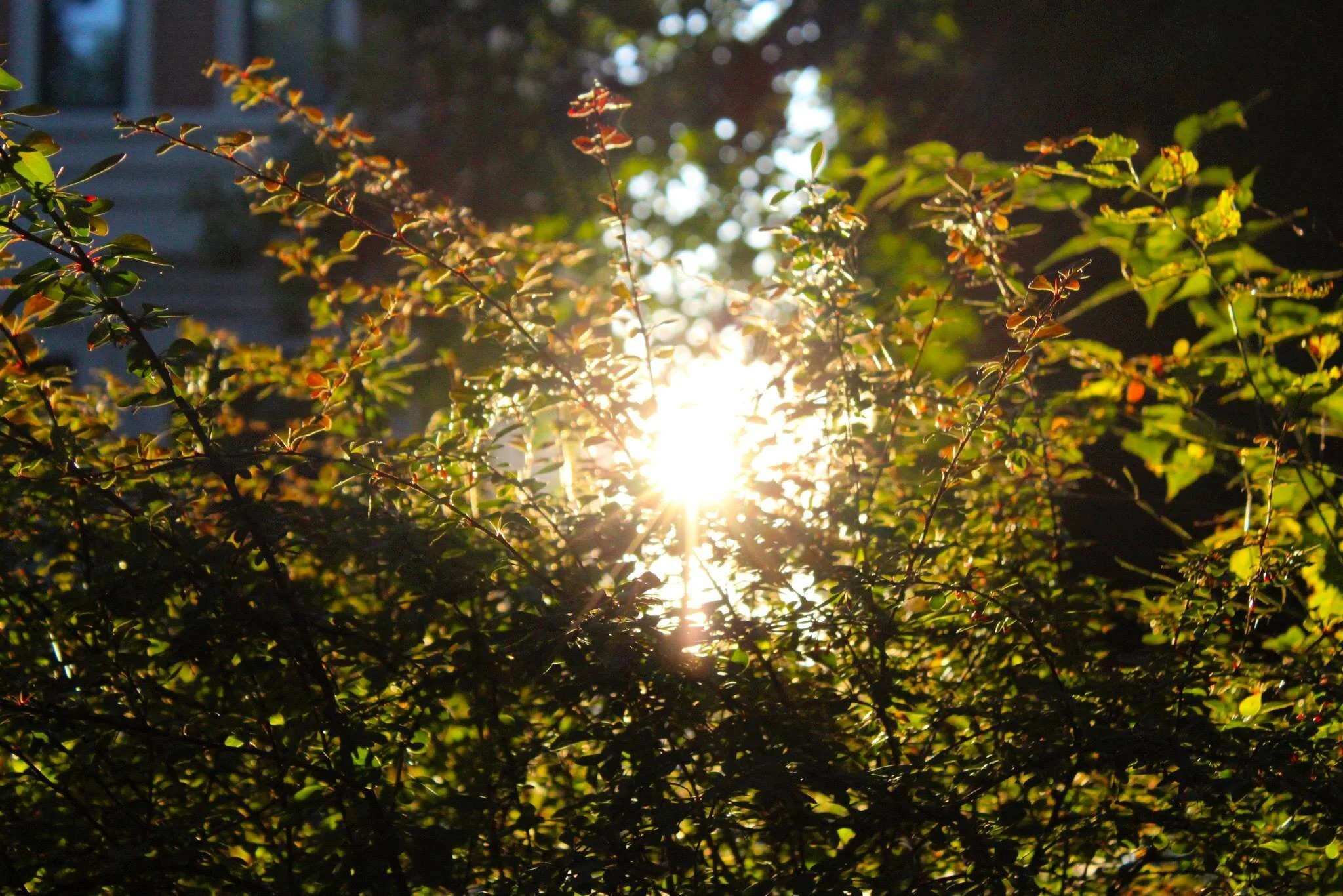Green leaves burst forward, interrupted by a strong ray of warm sunshine piercing through the center.