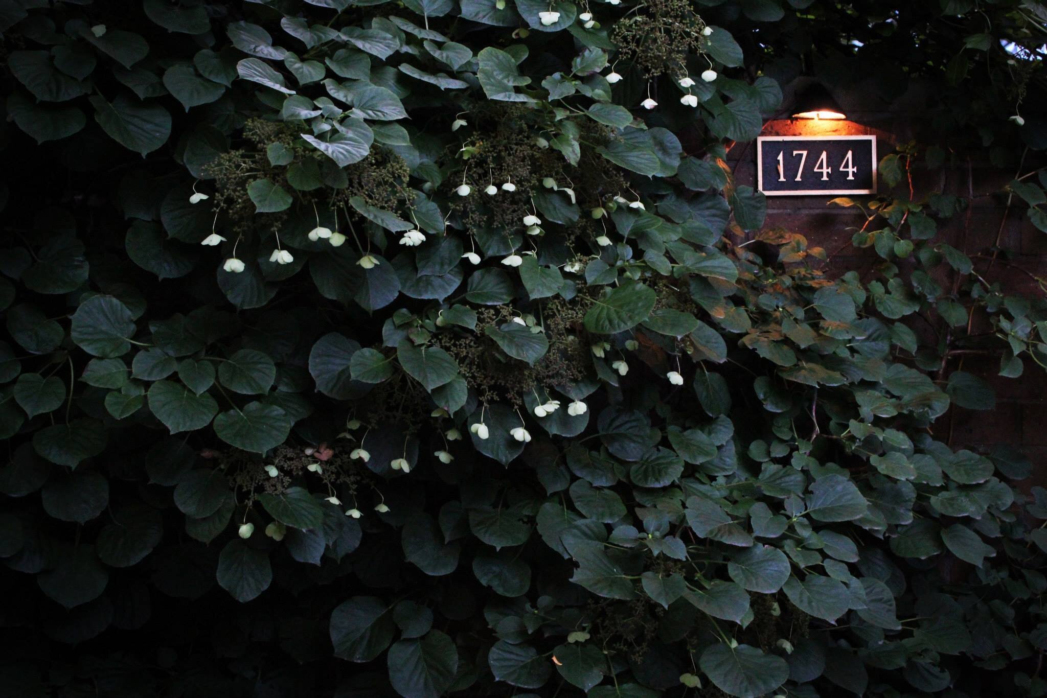 A wall swallowed by rogue ivy, the only visible part being the address plate which reads 1744.