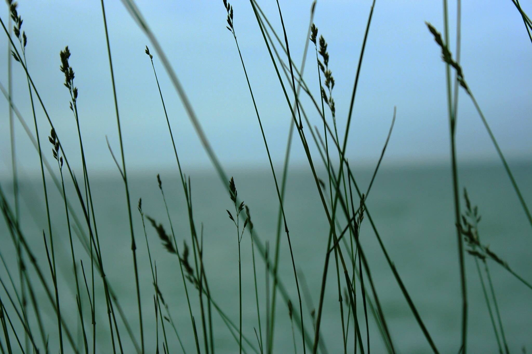 Tall blades of grass in the forefront with a body of water in the background.