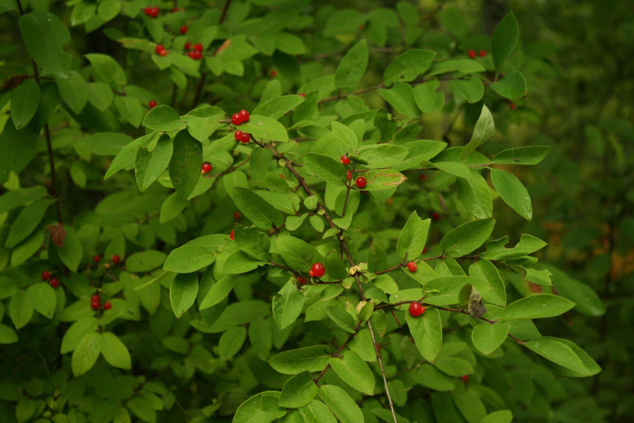 A vibrant plant with green leaves and red berries sprinkled throughout.