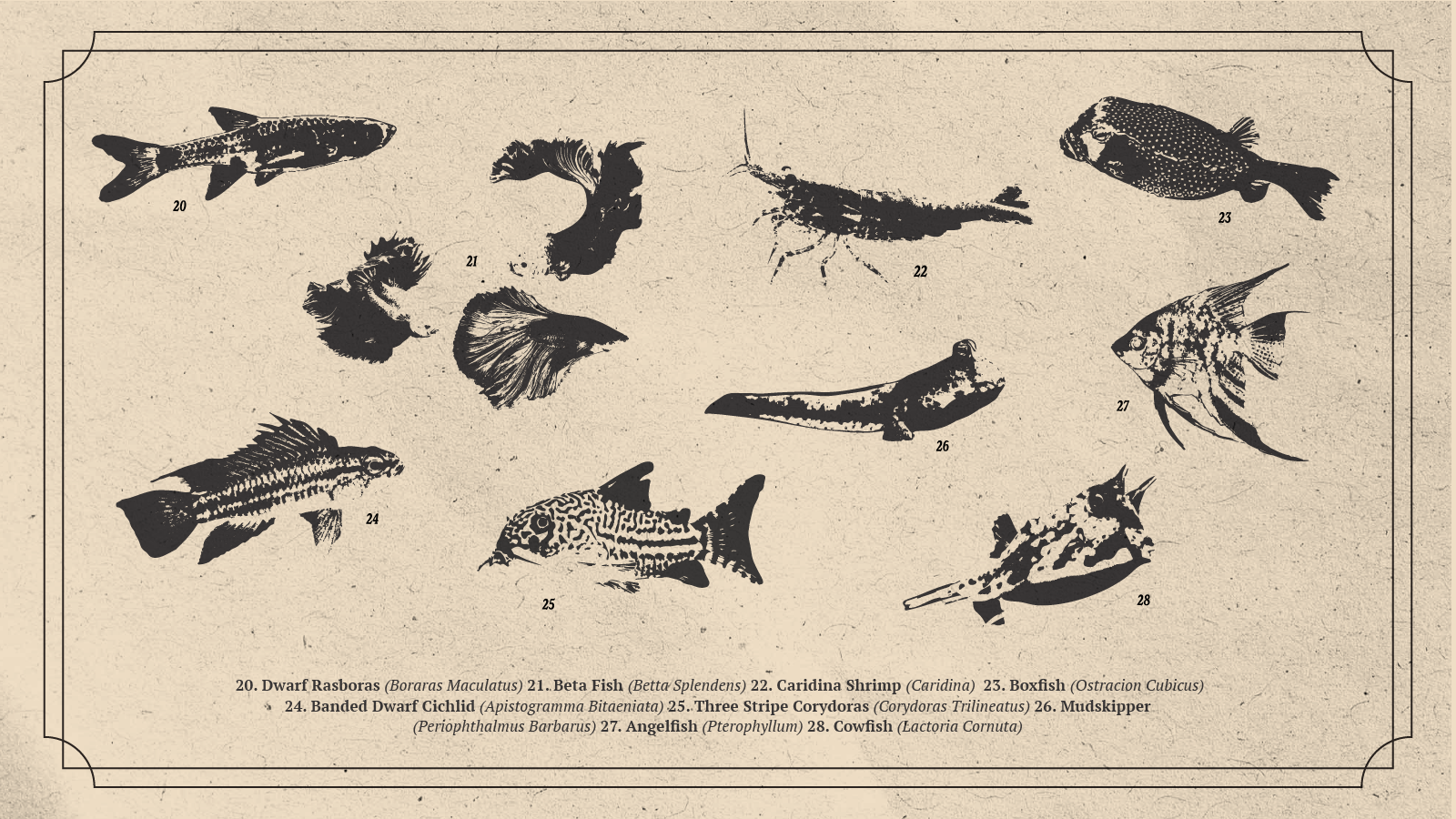 Mastery Aquaria Brand Guidelines-18.png