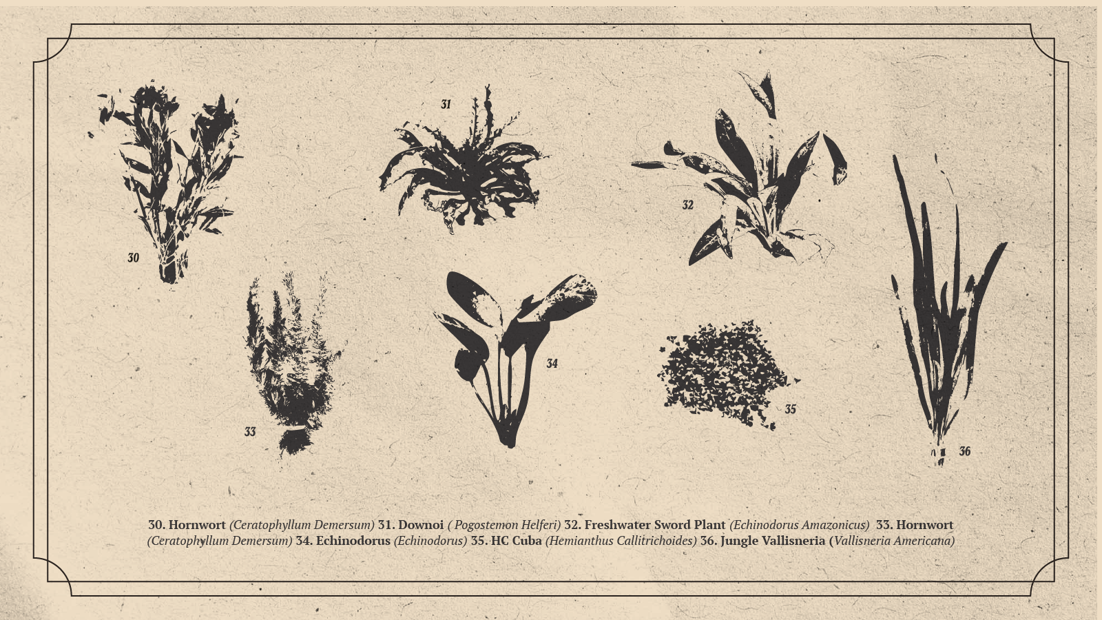 Mastery Aquaria Brand Guidelines-19.png