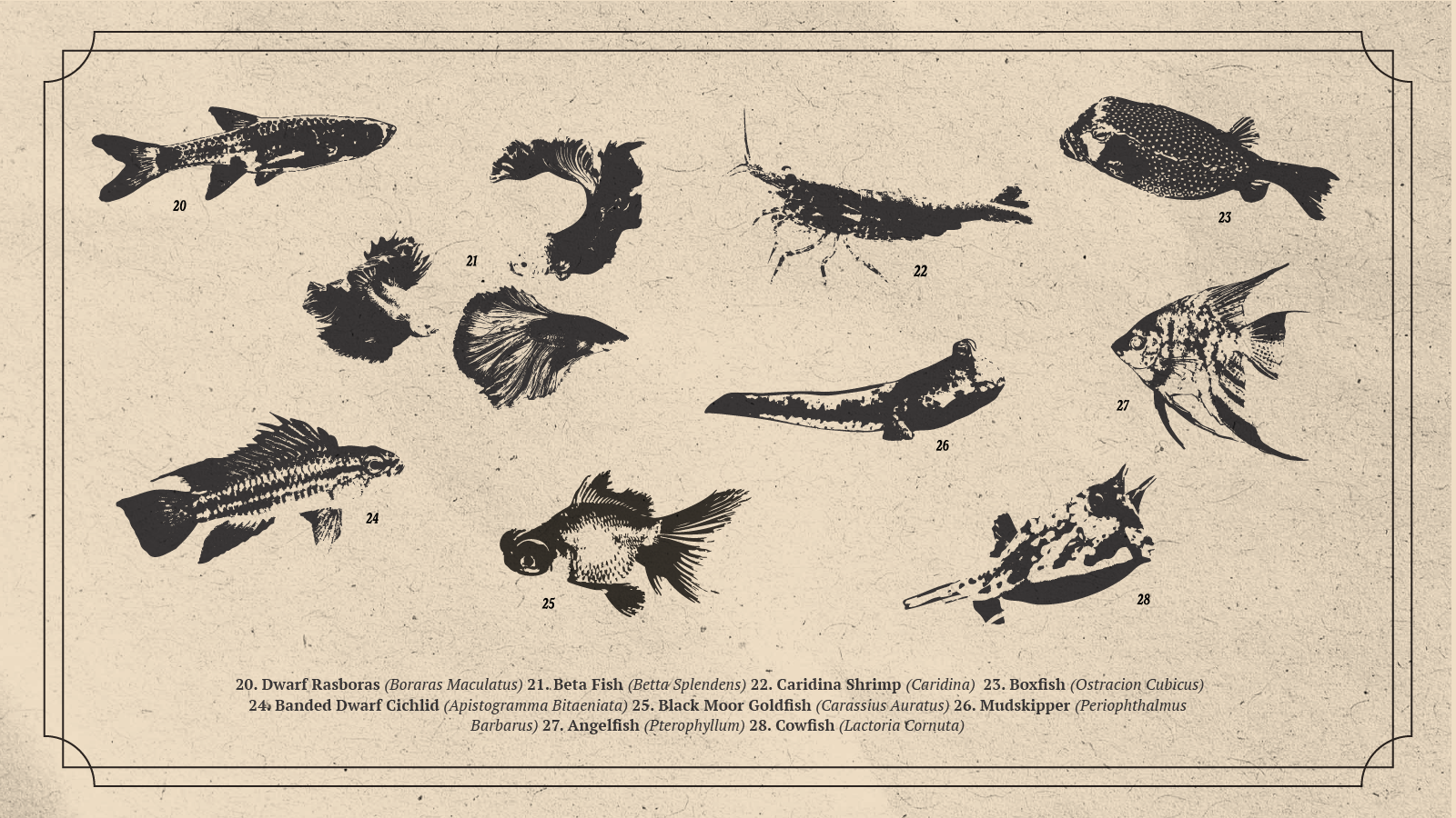 Mastery Aquaria Brand Guidelines-18.png