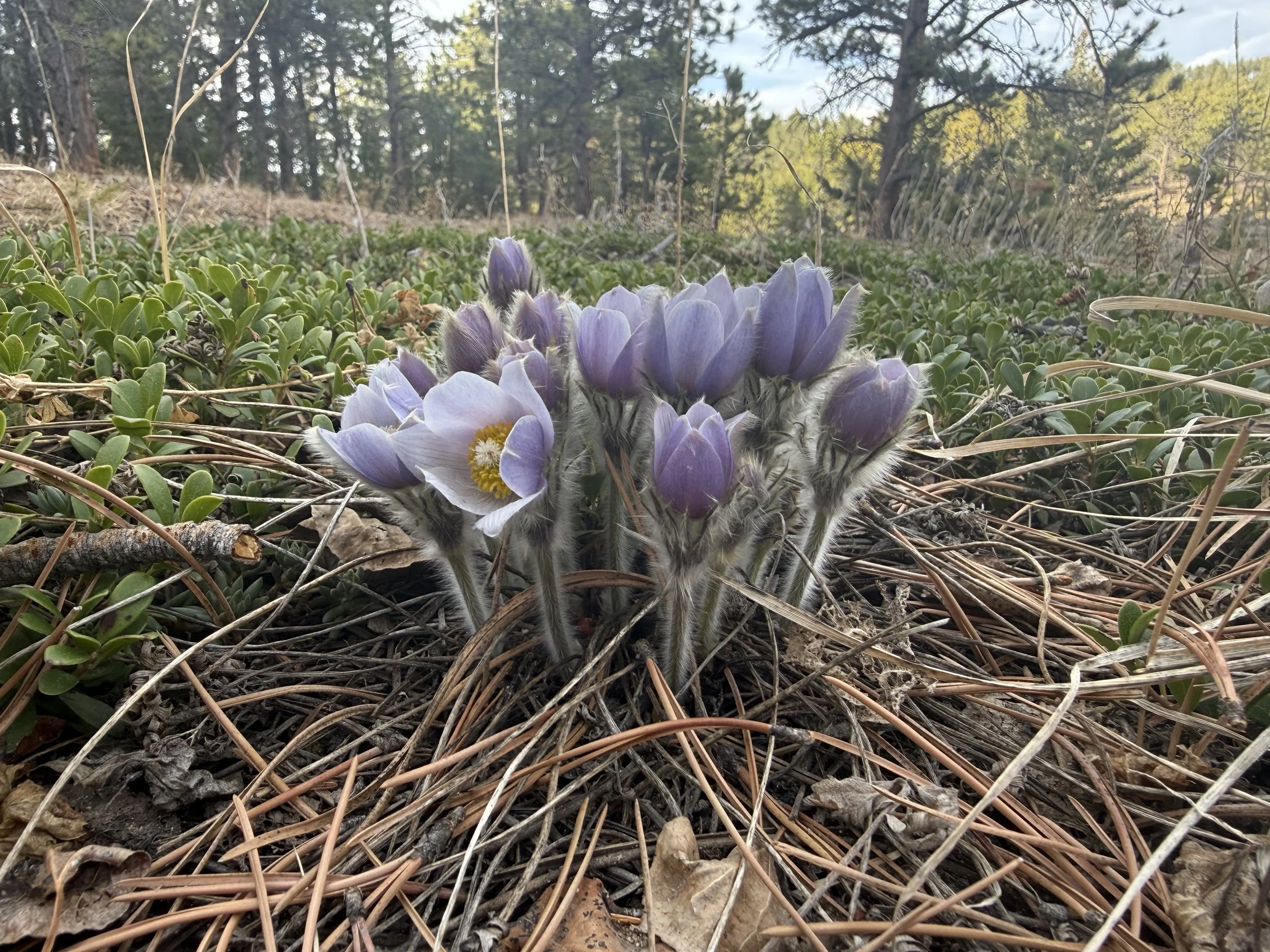 A cluster of purple pasque flowers with white centers growing among green ground cover and dry pine needles in a forested area with tall trees and a blue sky in the background.