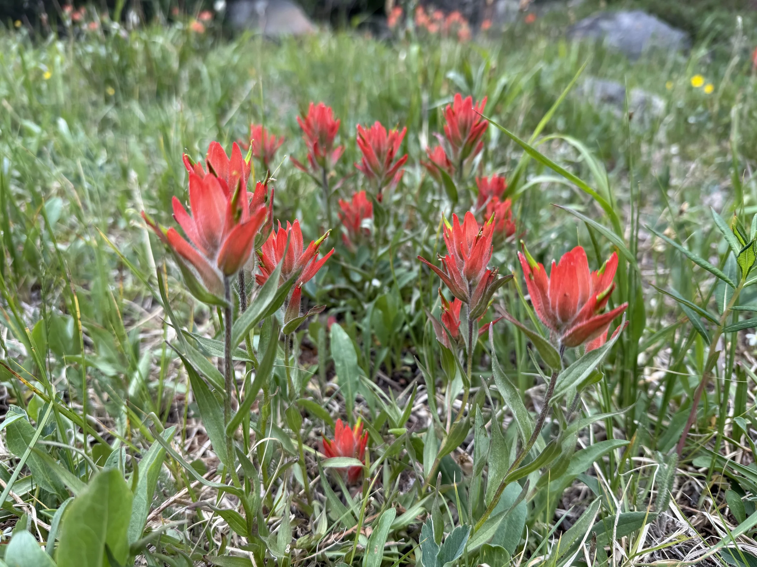 Red paintbrush wildflowers with green leaves and grass in a natural outdoor setting.