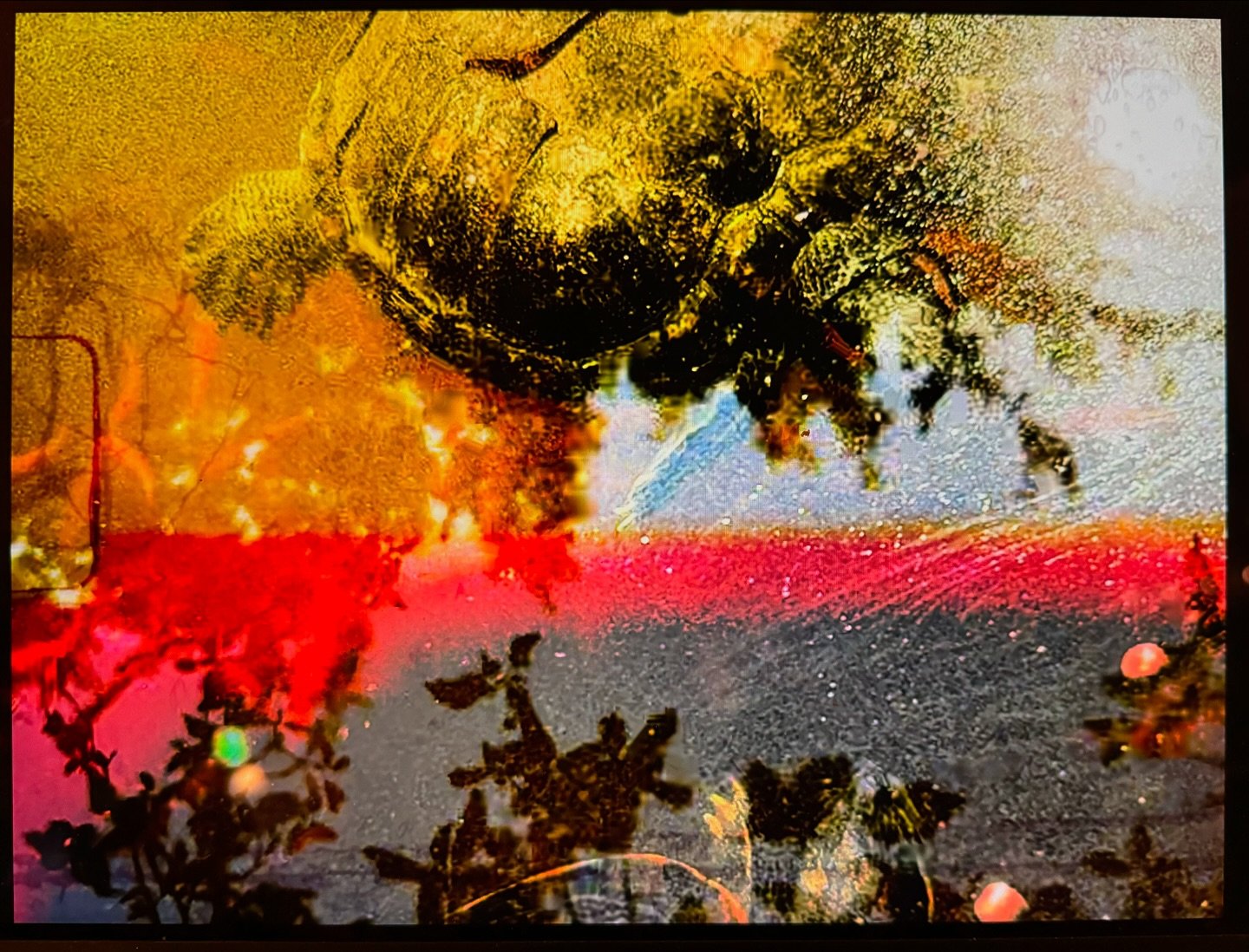 Editing Urban Ecosystems🌸🎞️🐢