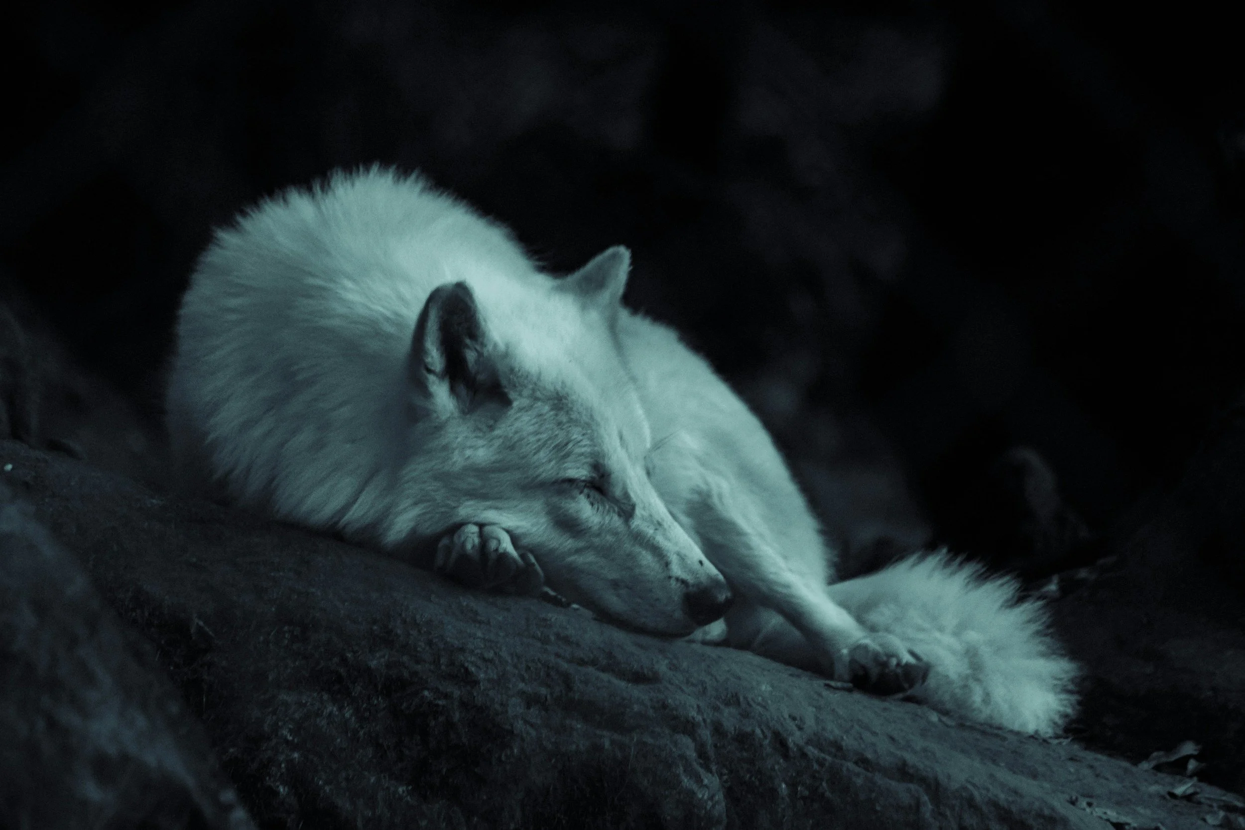 White wolf sleeping on dark rocky ground in dim lighting.