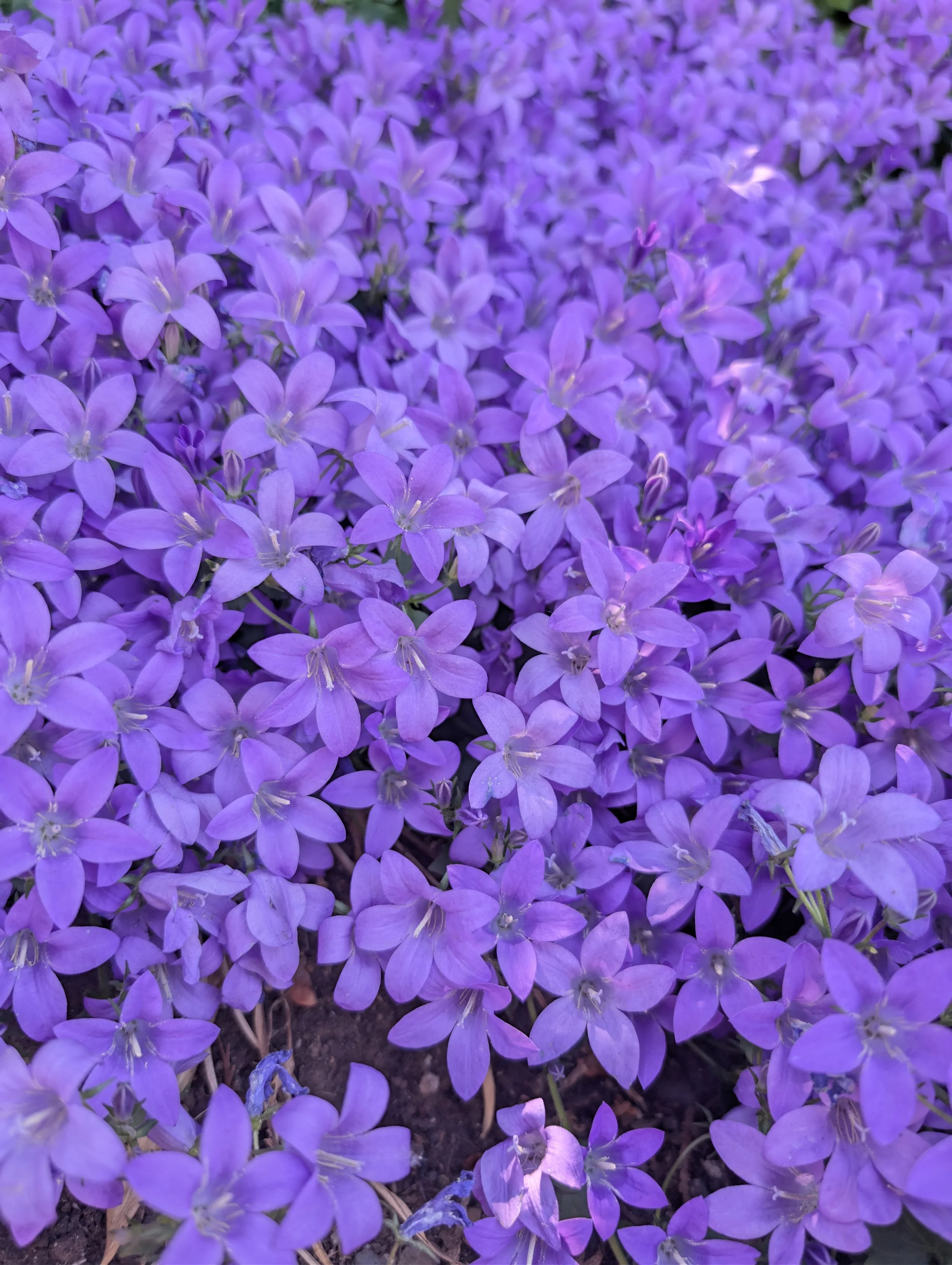 A close-up view of a bed of purple flowers with small, star-shaped petals and yellow stamens in the center, growing in dark soil.