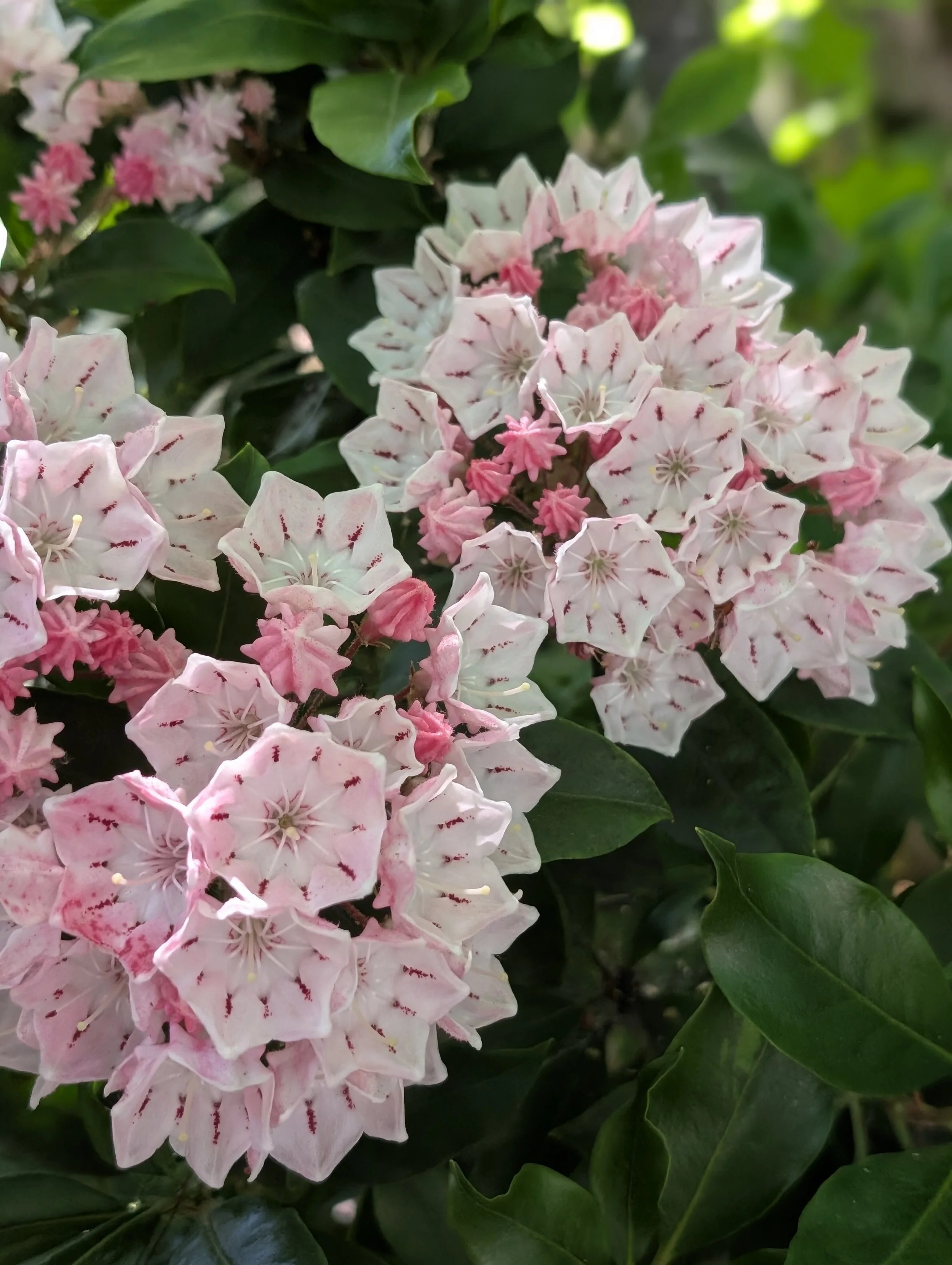 Close-up of pink and white flowers with green leaves in the background.