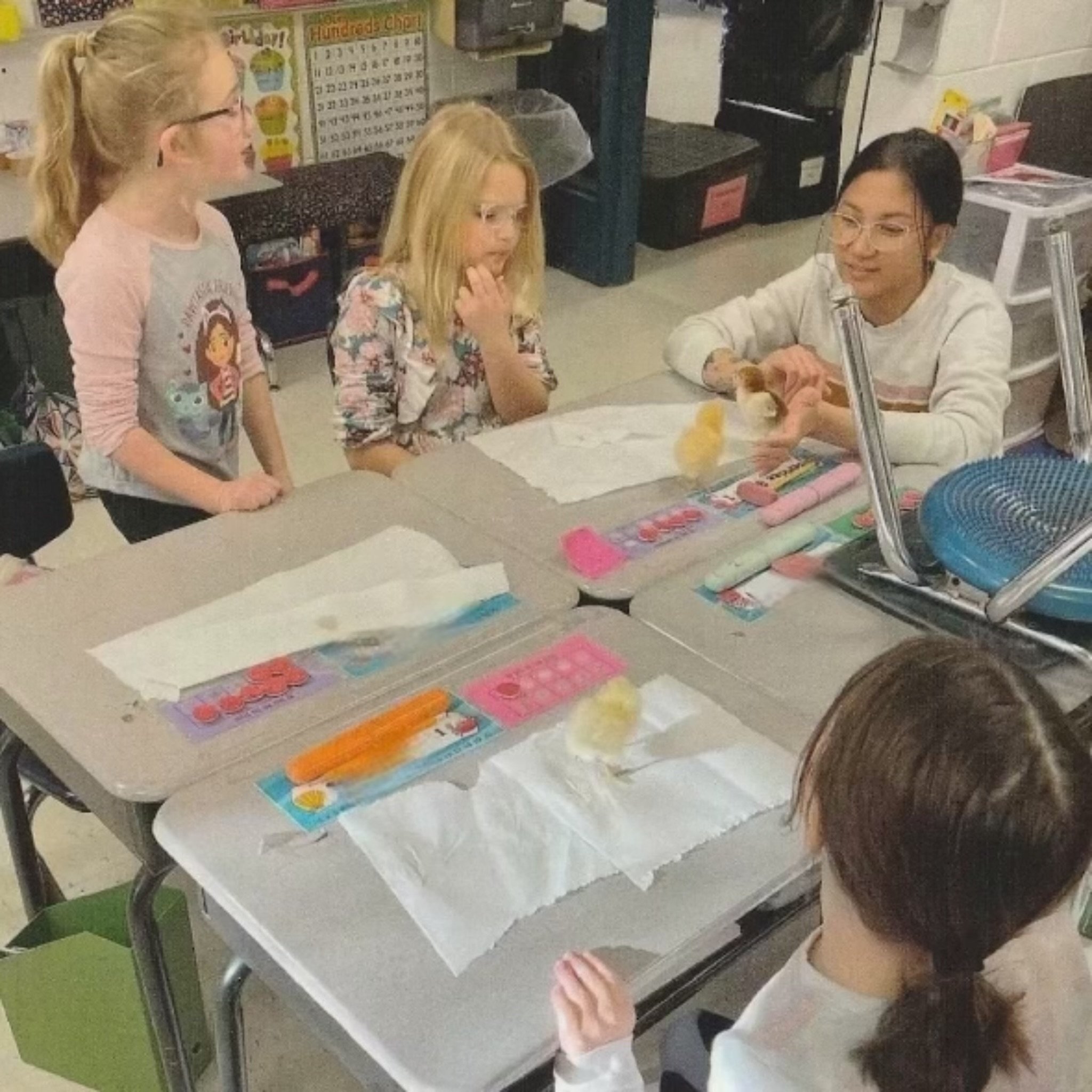 1st Grade - The 2nd graders let us have their freshly hatched chicks while they were taking a test. How lucky for us! It was so much fun taking a little break to play with the cutest little chicks.