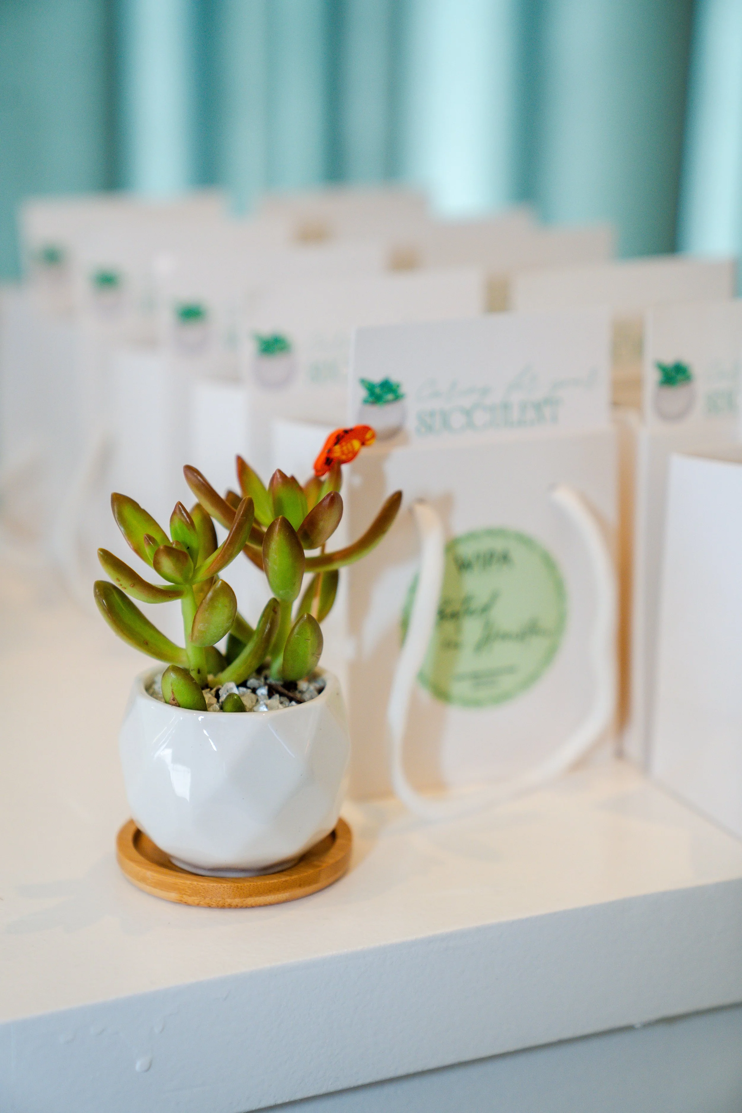 green and burgundy succulent plant in white faceted pot in focused foreground, white branded gift bags in blurred background