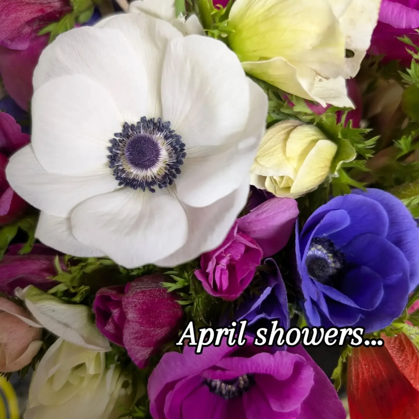 All these April showers are bringing May flowers 🌻

We love being able to provide locally grown stems in our flower bar selections. And with our recent fair weather in Houston, I can't wait to see the gorgeous blooms that are going to be available i