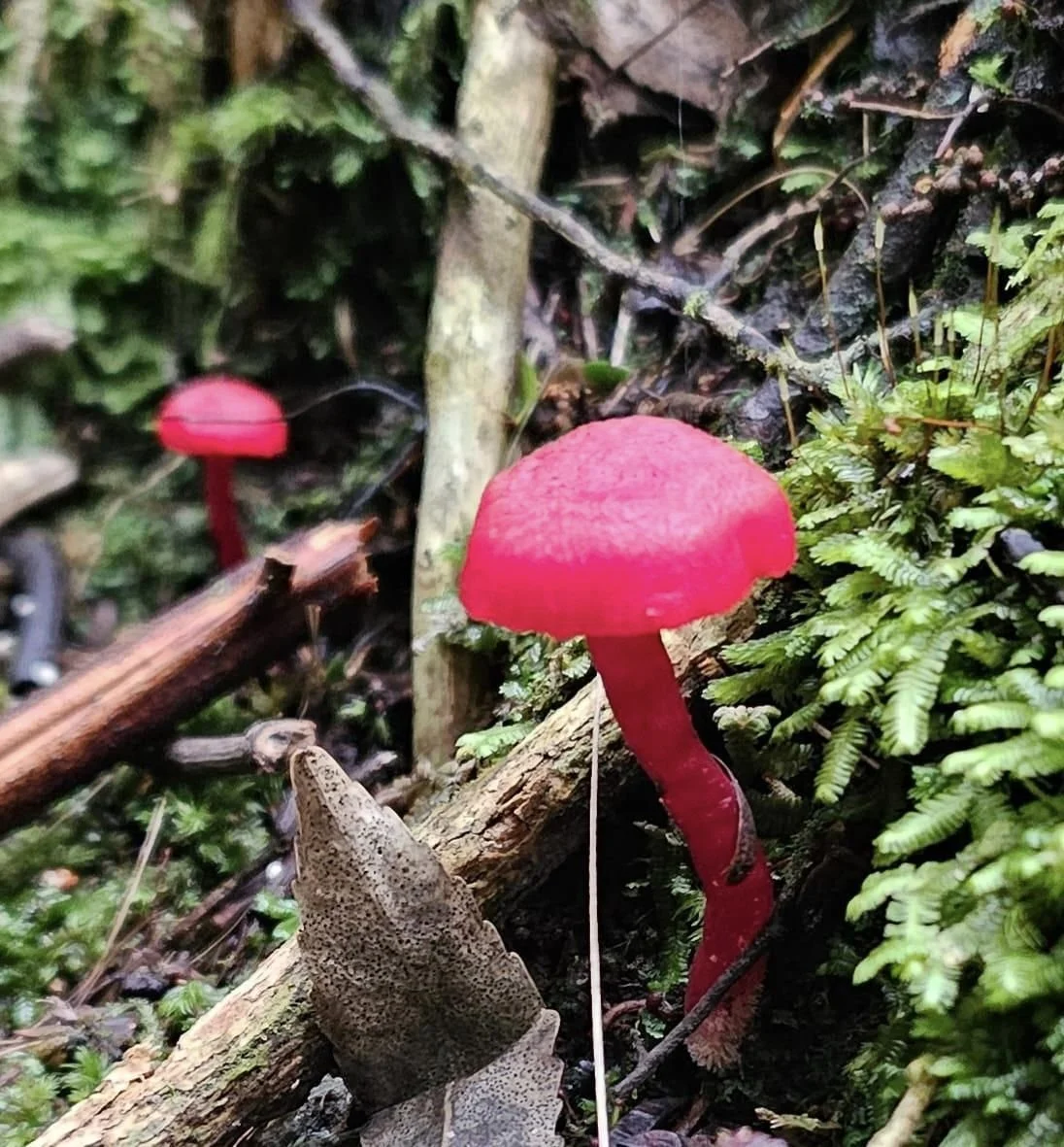 Fungi.