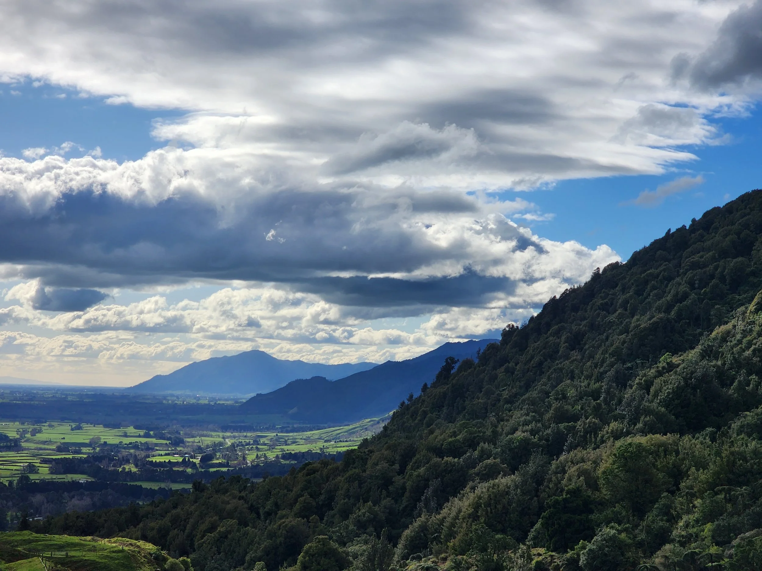 Kaimai Mamaku Restoration Project