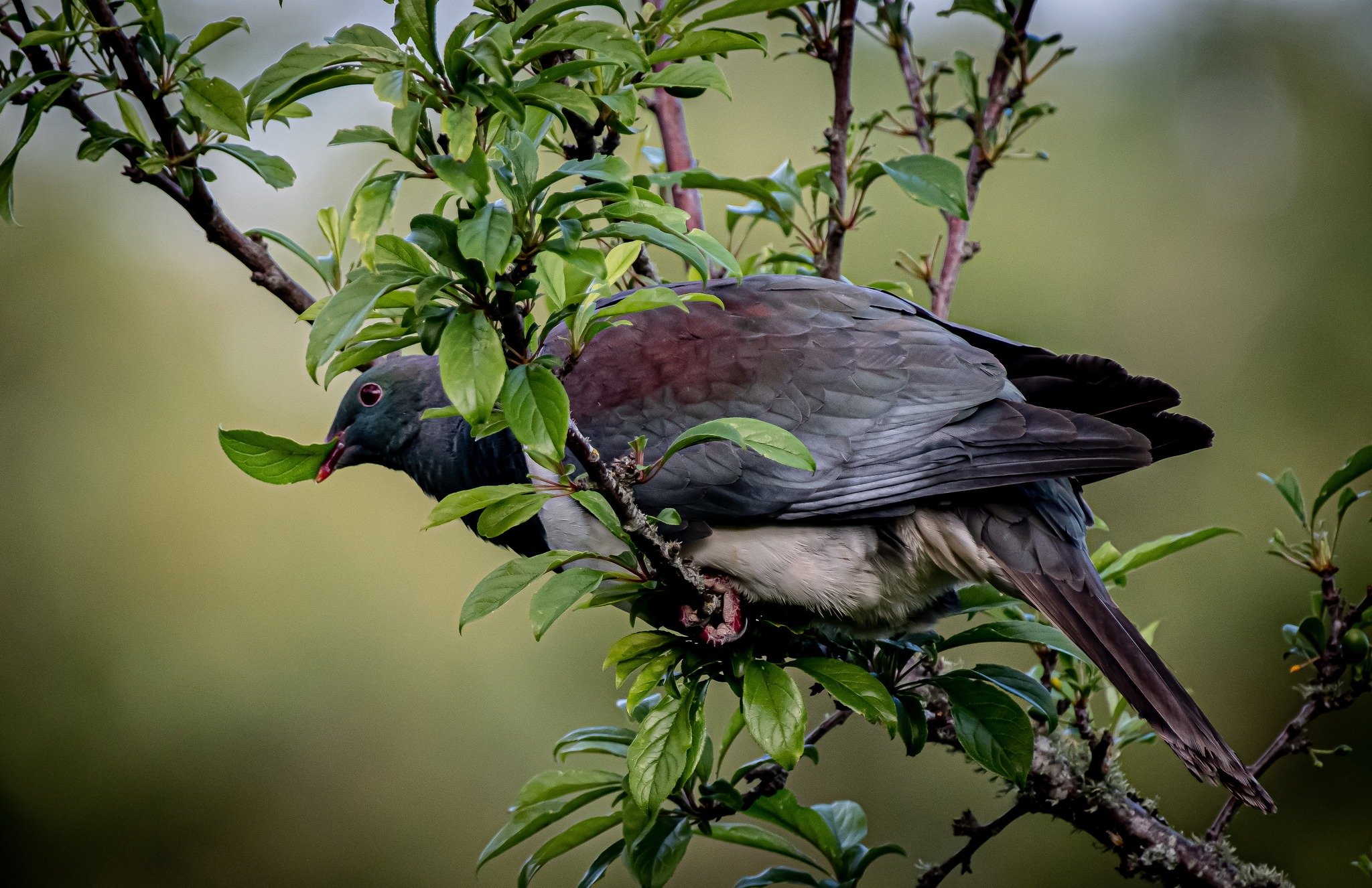 Tūi.
Image Credit: Brian Crumm