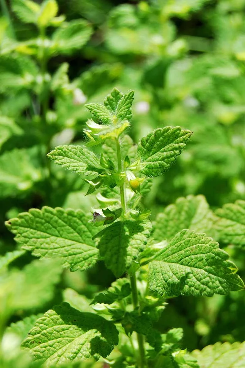 lemon balm.jpg